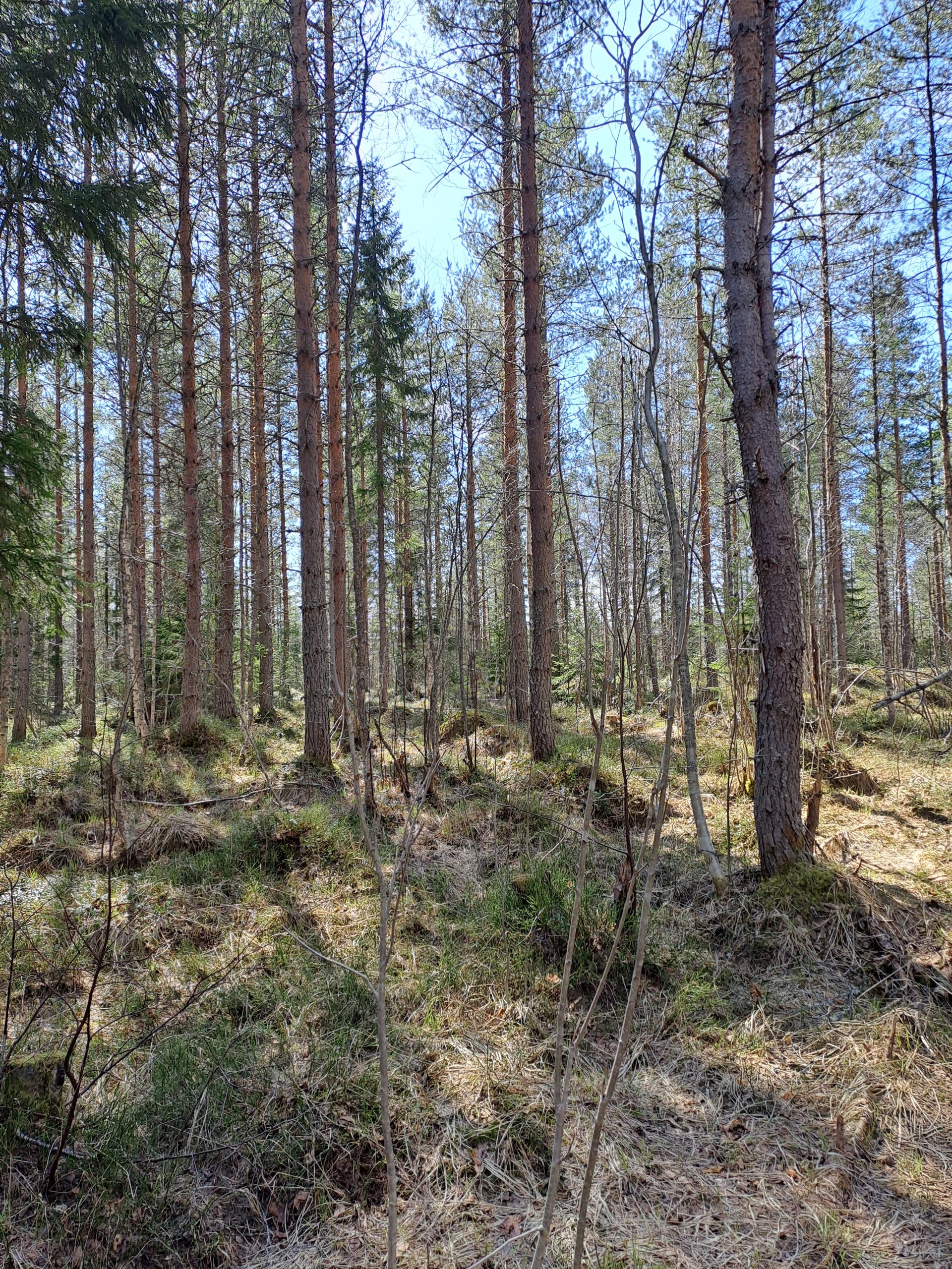 myytävät metsätilat, metsätilan myynti, metsätilat, metsän myyminen, perintömetsän myynti, metsäpalstan myynti, metsää ostavat rahastot, metsätilan kauppa, metsätilan kauppa ilman välittäjää, metsä lkv, metsä