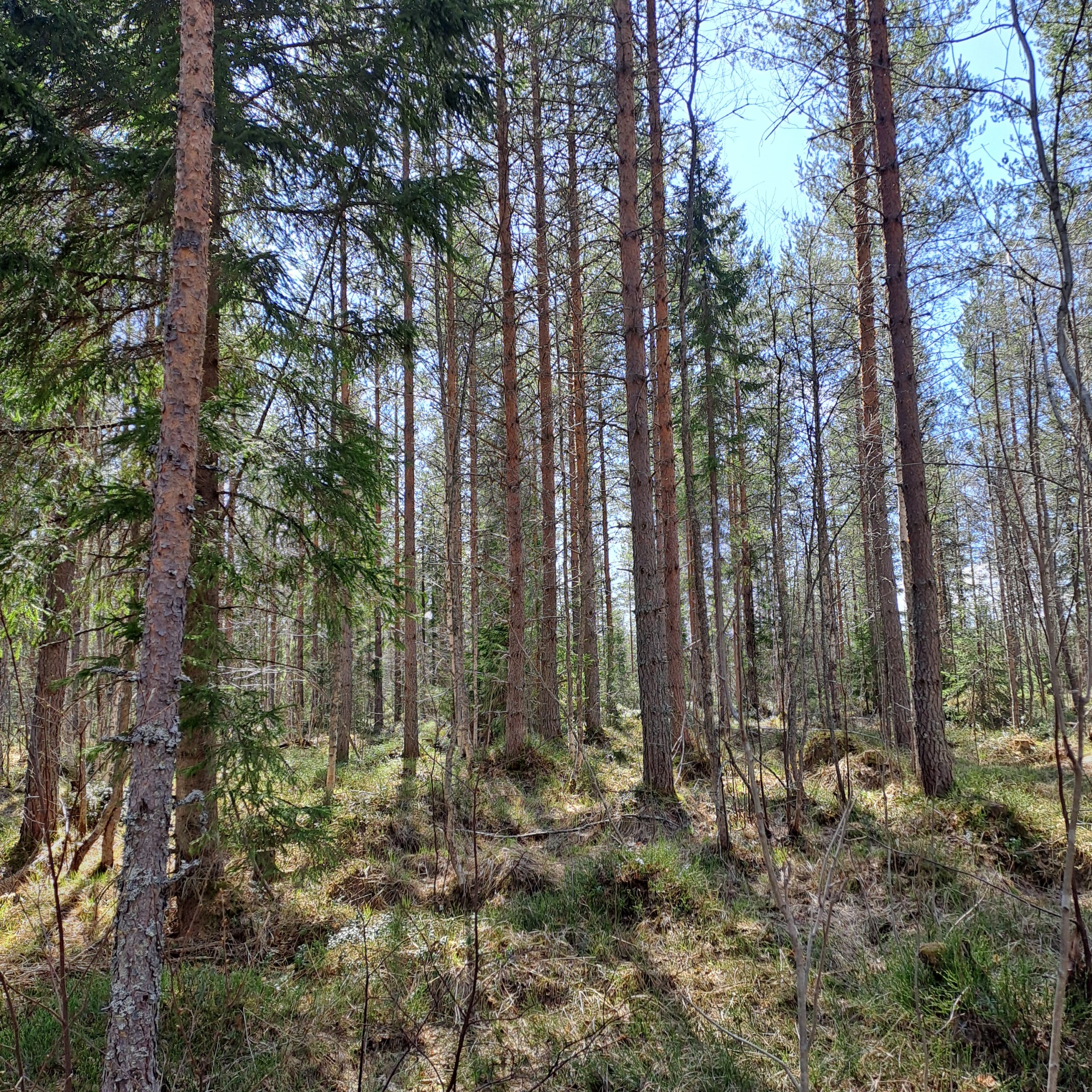 myytävät metsätilat, metsätilan myynti, metsätilat, metsän myyminen, perintömetsän myynti, metsäpalstan myynti, metsää ostavat rahastot, metsätilan kauppa, metsätilan kauppa ilman välittäjää, metsä lkv, metsä