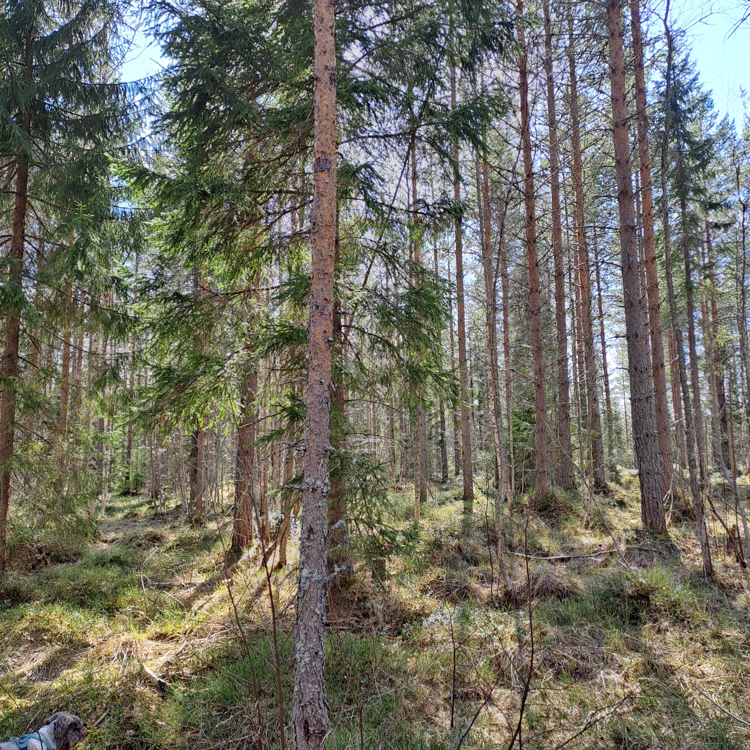 myytävät metsätilat, metsätilan myynti, metsätilat, metsän myyminen, perintömetsän myynti, metsäpalstan myynti, metsää ostavat rahastot, metsätilan kauppa, metsätilan kauppa ilman välittäjää, metsä lkv, metsä