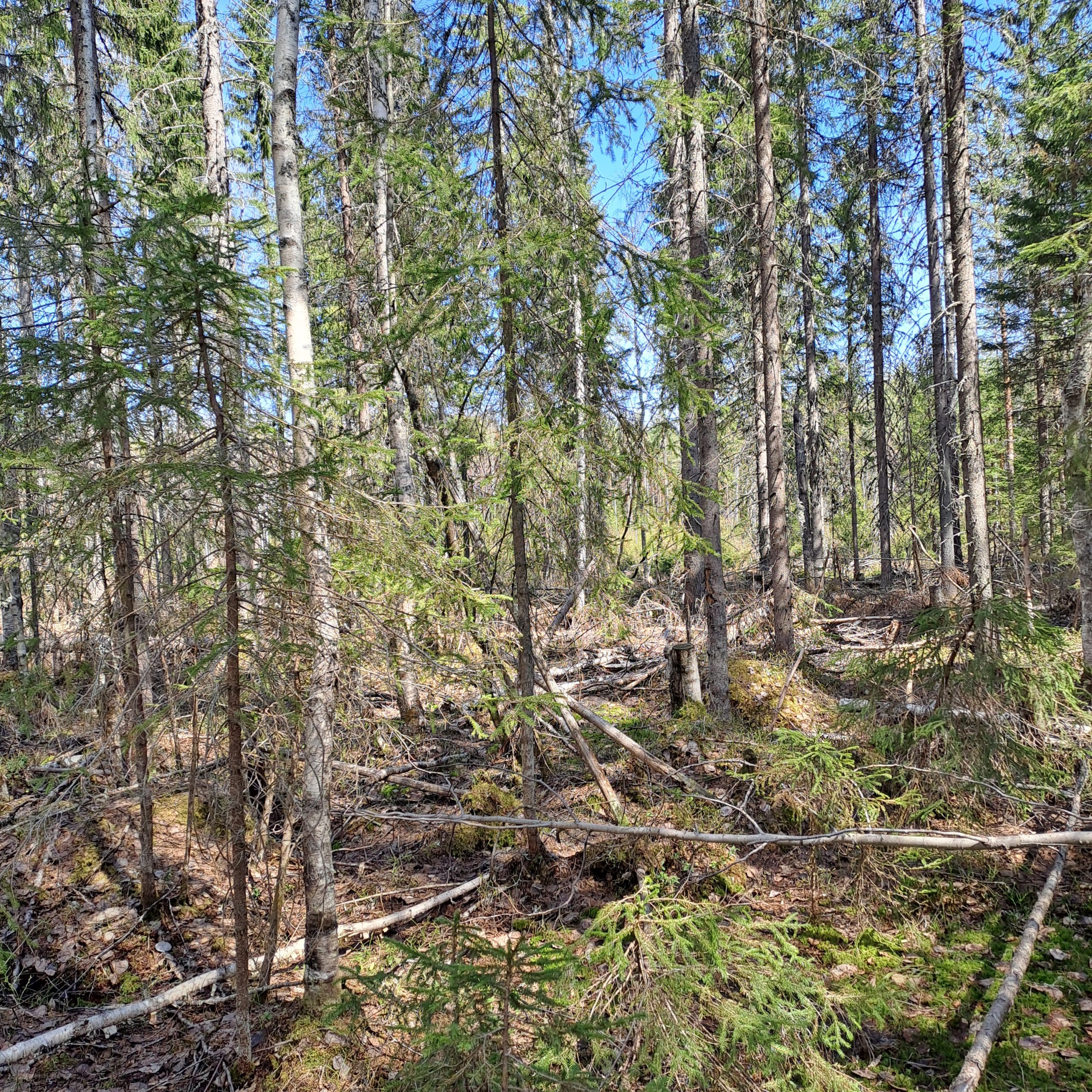 myytävät metsätilat, metsätilan myynti, metsätilat, metsän myyminen, perintömetsän myynti, metsäpalstan myynti, metsää ostavat rahastot, metsätilan kauppa, metsätilan kauppa ilman välittäjää, metsä lkv, metsä