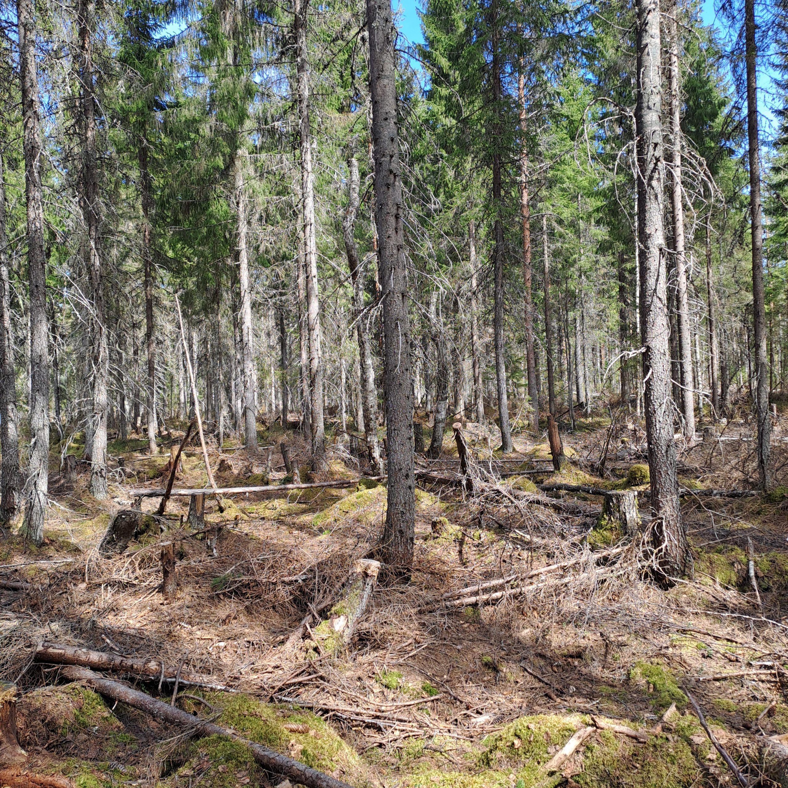 myytävät metsätilat, metsätilan myynti, metsätilat, metsän myyminen, perintömetsän myynti, metsäpalstan myynti, metsää ostavat rahastot, metsätilan kauppa, metsätilan kauppa ilman välittäjää, metsä lkv, metsä