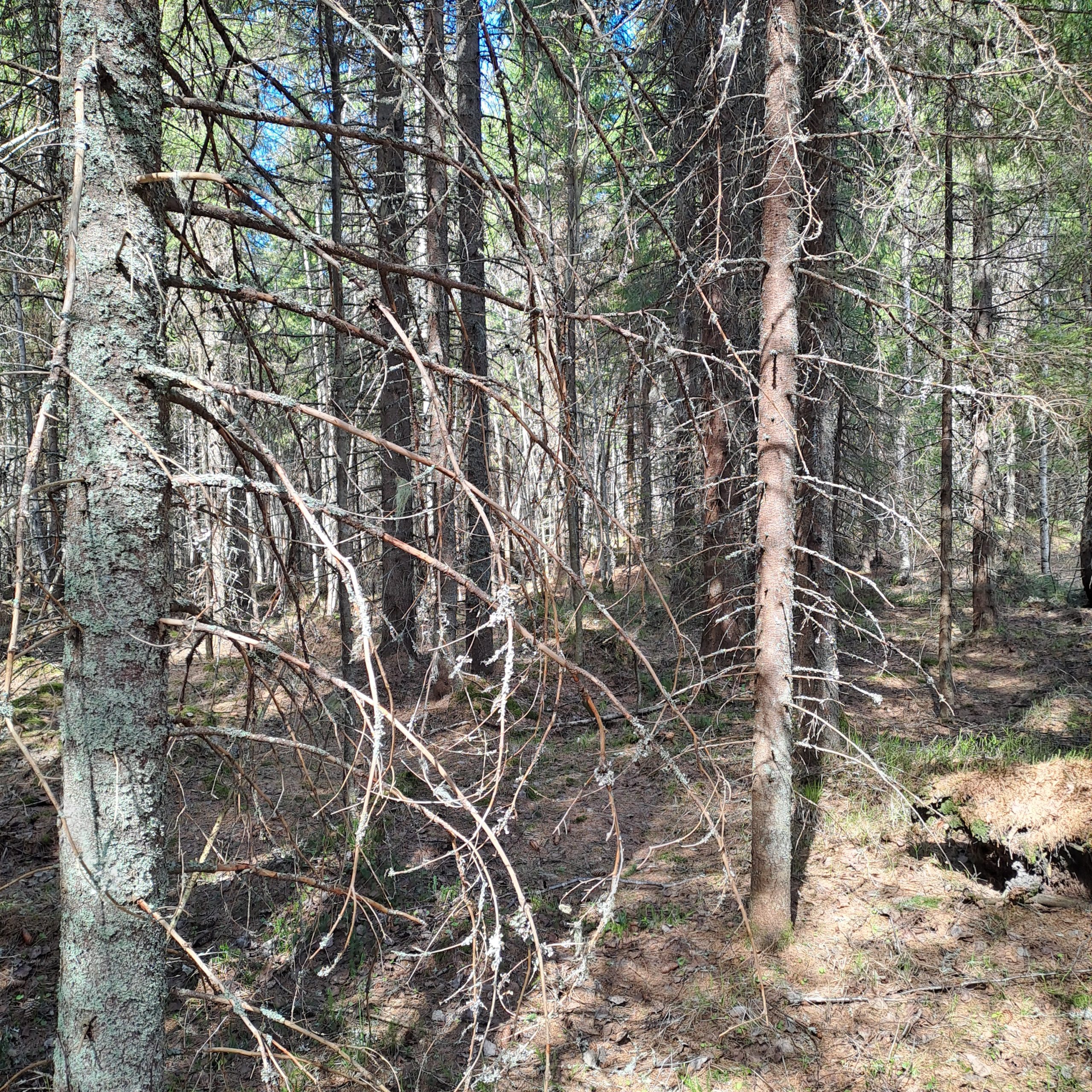 myytävät metsätilat, metsätilan myynti, metsätilat, metsän myyminen, perintömetsän myynti, metsäpalstan myynti, metsää ostavat rahastot, metsätilan kauppa, metsätilan kauppa ilman välittäjää, metsä lkv, metsä