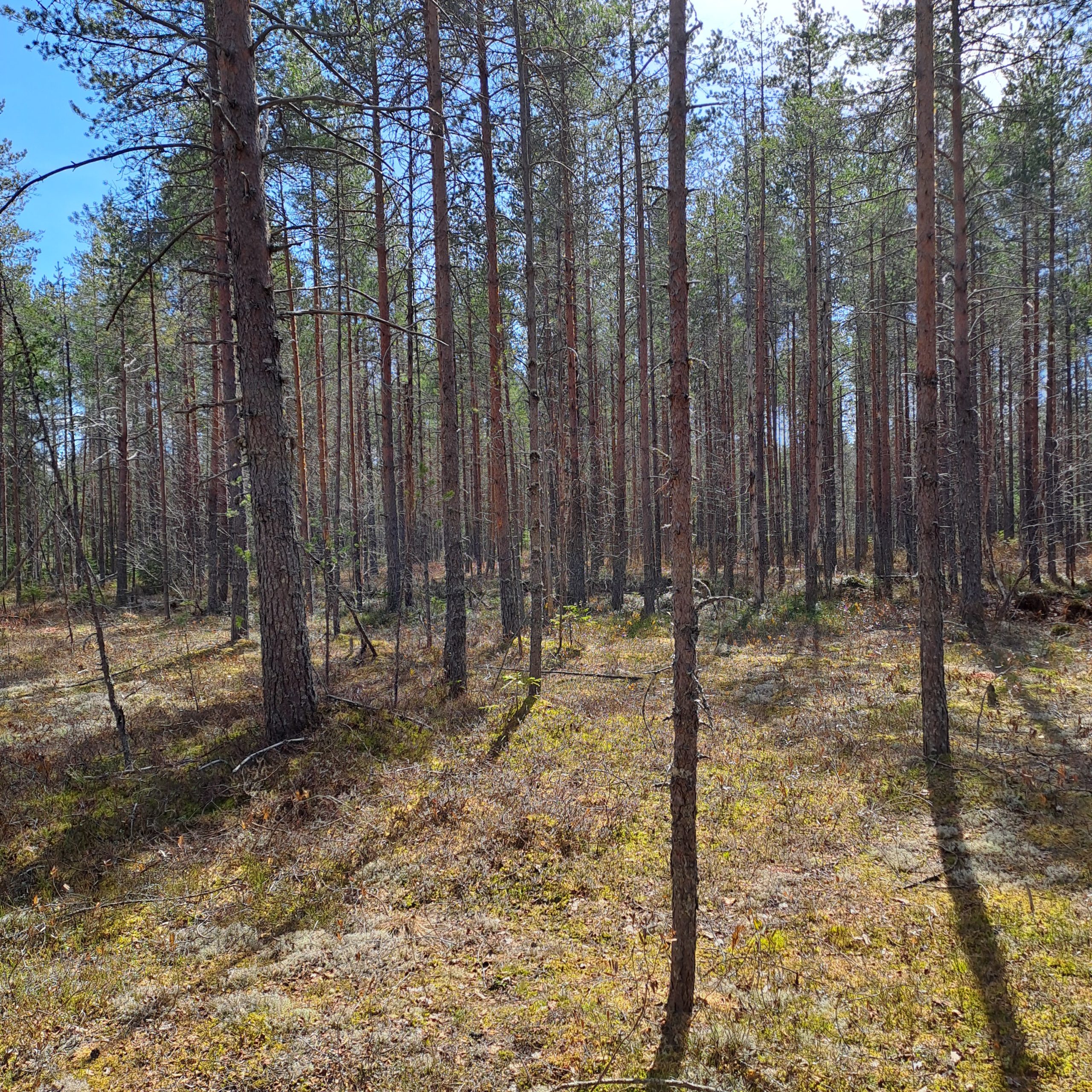 myytävät metsätilat, metsätilan myynti, metsätilat, metsän myyminen, perintömetsän myynti, metsäpalstan myynti, metsää ostavat rahastot, metsätilan kauppa, metsätilan kauppa ilman välittäjää, metsä lkv, metsä