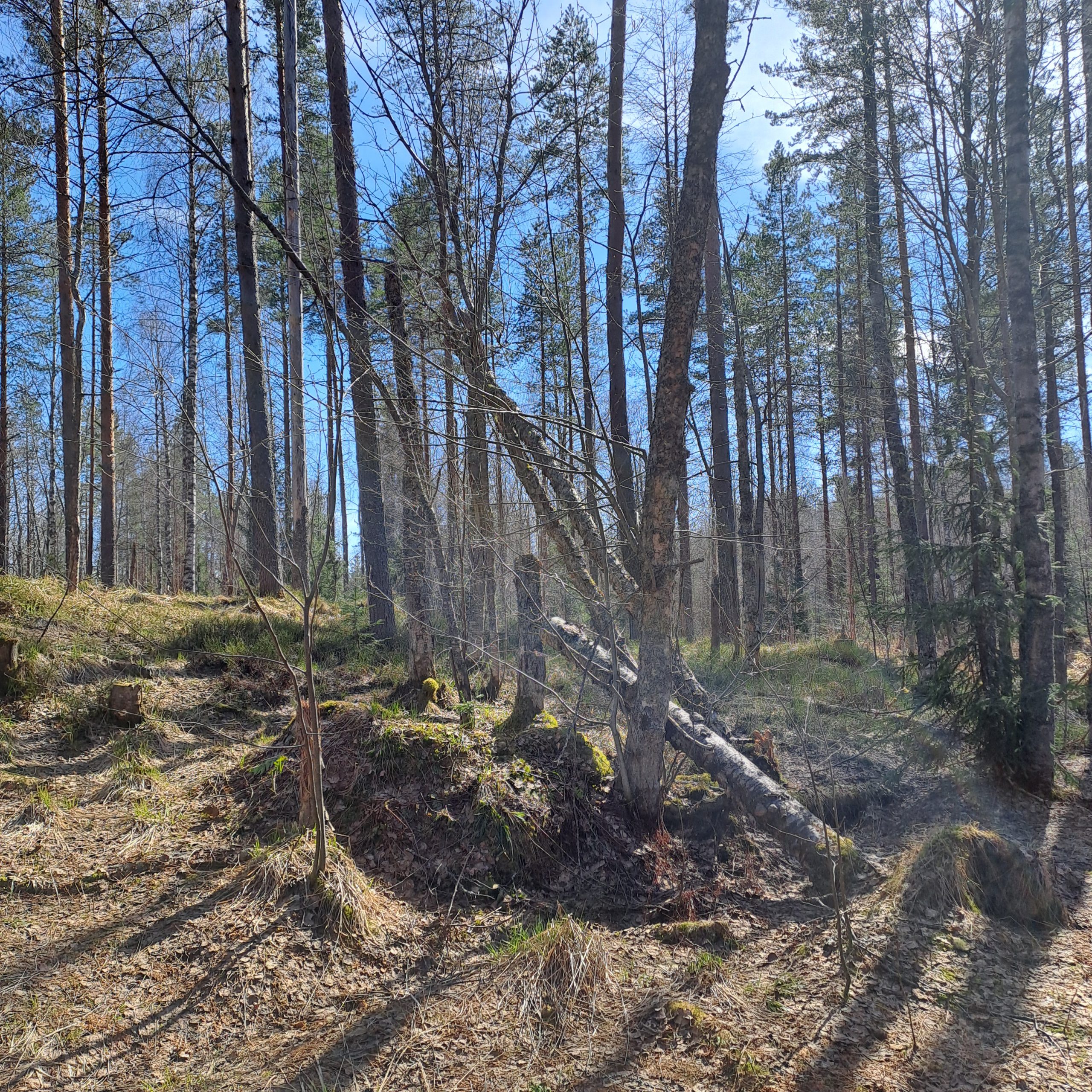 myytävät metsätilat, metsätilan myynti, metsätilat, metsän myyminen, perintömetsän myynti, metsäpalstan myynti, metsää ostavat rahastot, metsätilan kauppa, metsätilan kauppa ilman välittäjää, metsä lkv, metsä