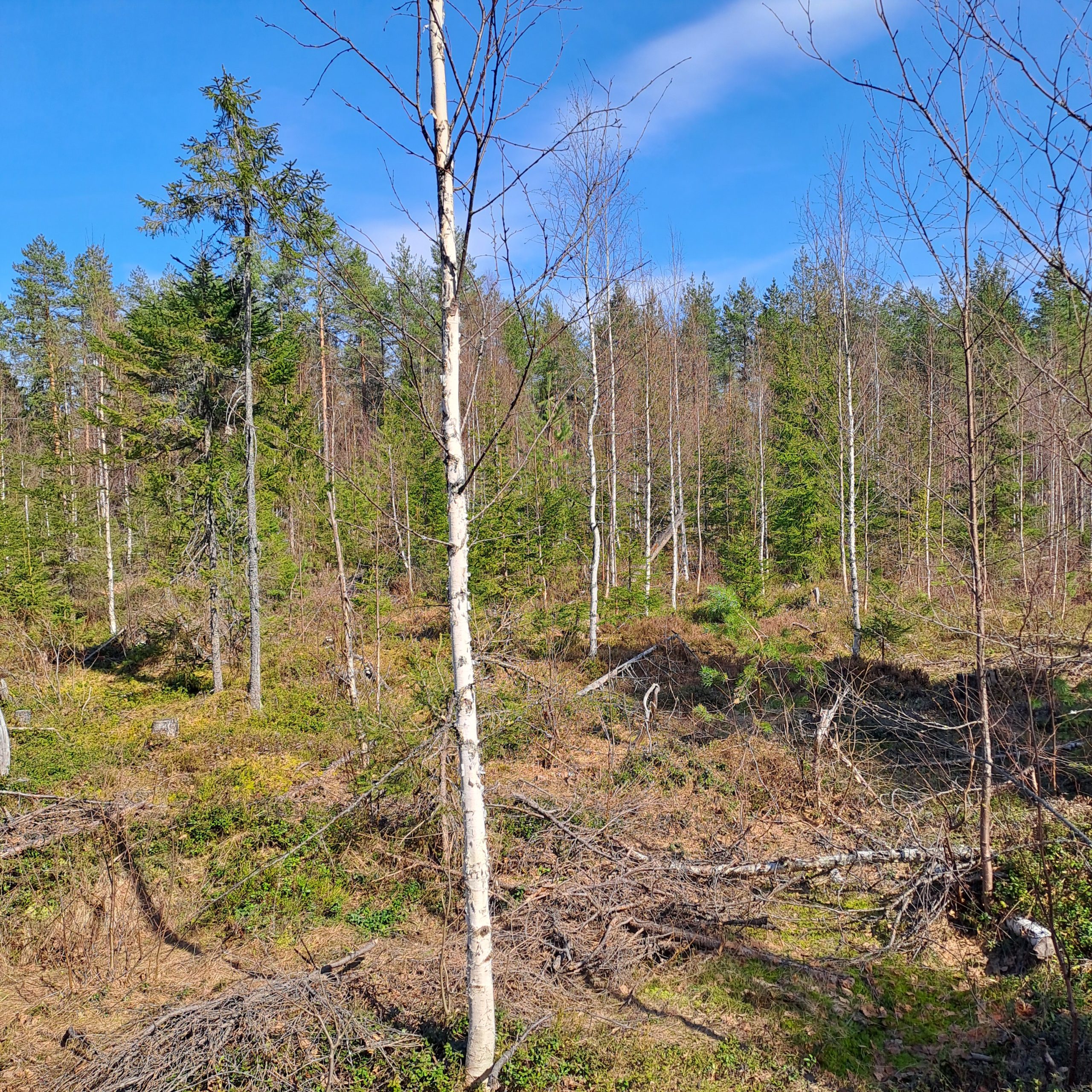 myytävät metsätilat, metsätilan myynti, metsätilat, metsän myyminen, perintömetsän myynti, metsäpalstan myynti, metsää ostavat rahastot, metsätilan kauppa, metsätilan kauppa ilman välittäjää, metsä lkv, metsä