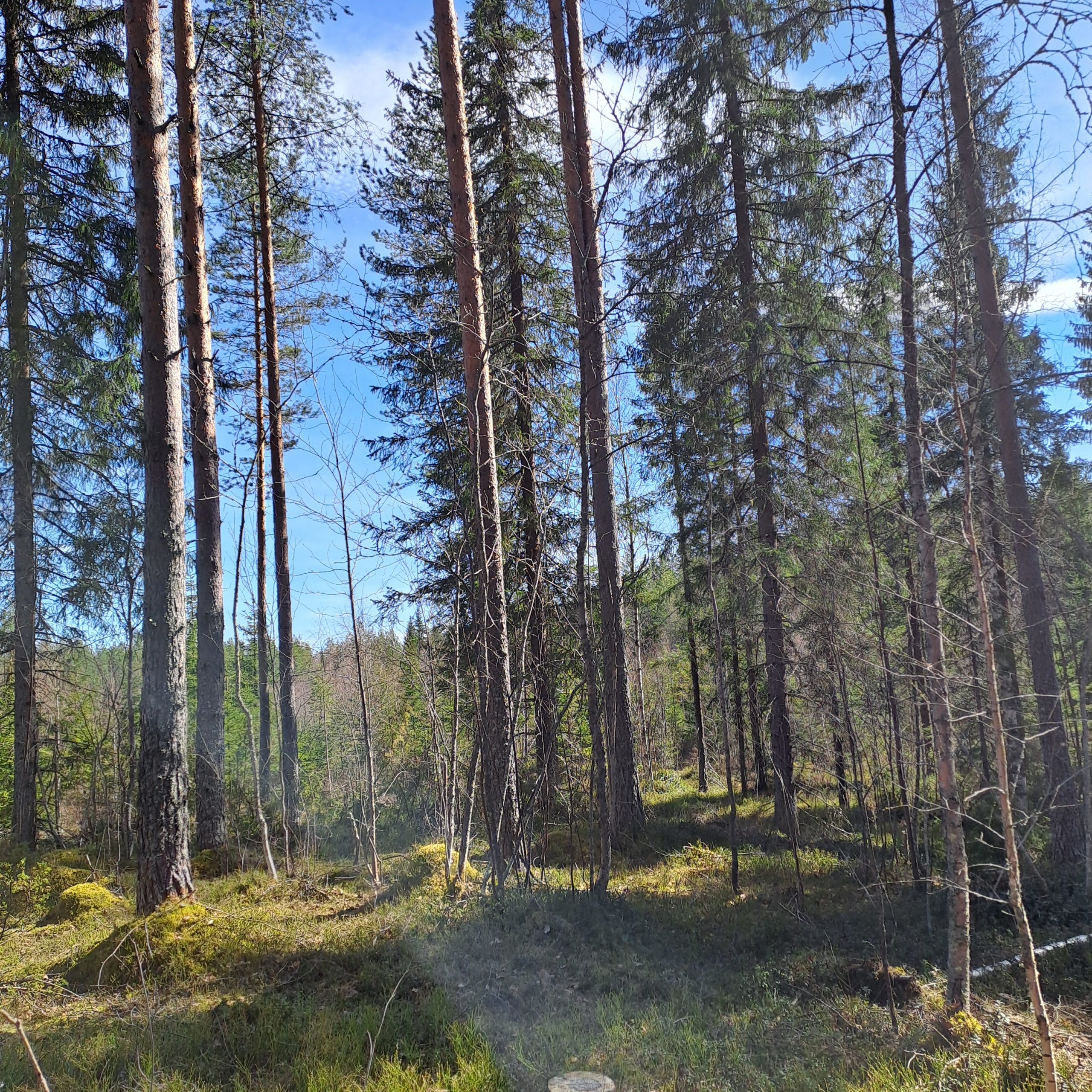 myytävät metsätilat, metsätilan myynti, metsätilat, metsän myyminen, perintömetsän myynti, metsäpalstan myynti, metsää ostavat rahastot, metsätilan kauppa, metsätilan kauppa ilman välittäjää, metsä lkv, metsä