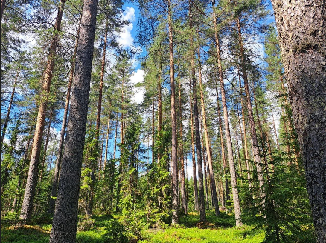 myytävät metsätilat, metsätilan myynti, metsätilat, metsän myyminen, perintömetsän myynti, metsäpalstan myynti, metsää ostavat rahastot, metsätilan kauppa, metsätilan kauppa ilman välittäjää, metsä lkv, metsä