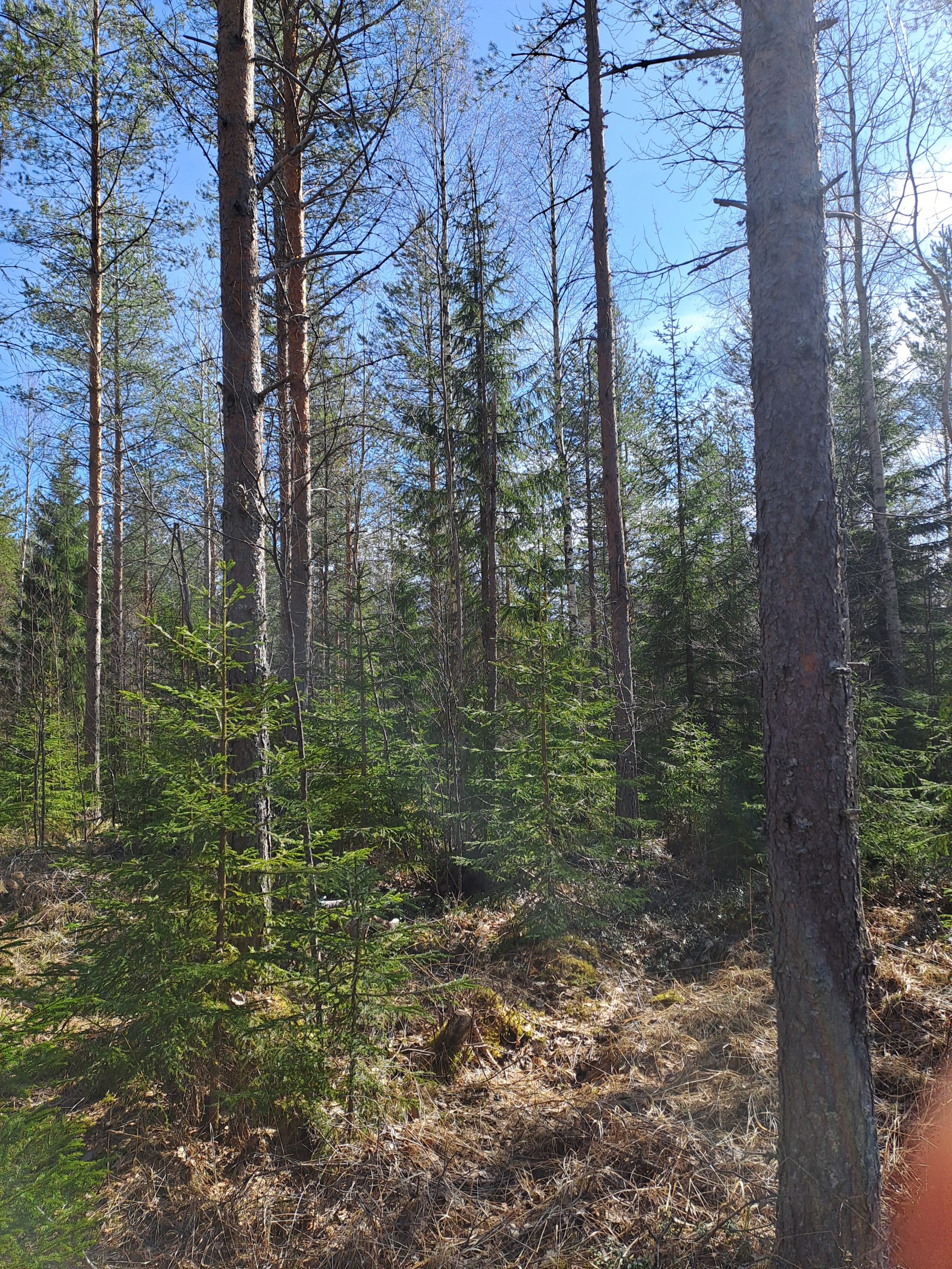 myytävät metsätilat, metsätilan myynti, metsätilat, metsän myyminen, perintömetsän myynti, metsäpalstan myynti, metsää ostavat rahastot, metsätilan kauppa, metsätilan kauppa ilman välittäjää, metsä lkv, metsä