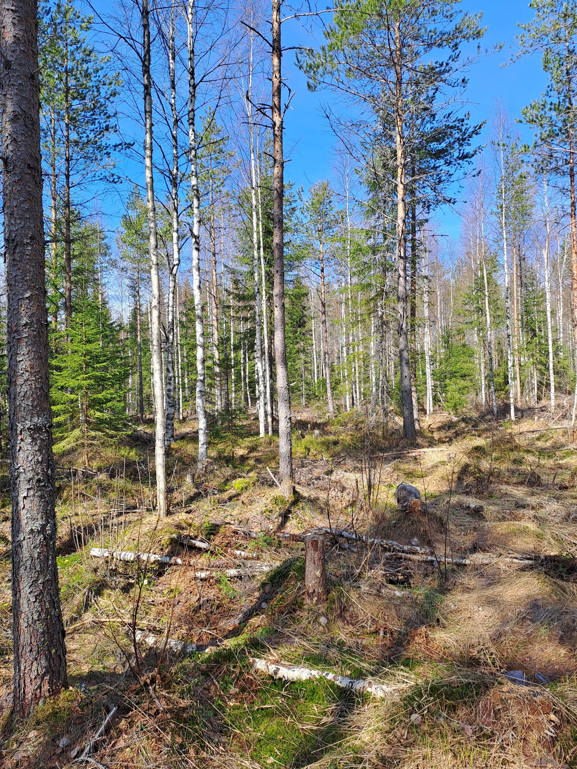 myytävät metsätilat, metsätilan myynti, metsätilat, metsän myyminen, perintömetsän myynti, metsäpalstan myynti, metsää ostavat rahastot, metsätilan kauppa, metsätilan kauppa ilman välittäjää, metsä lkv, metsä