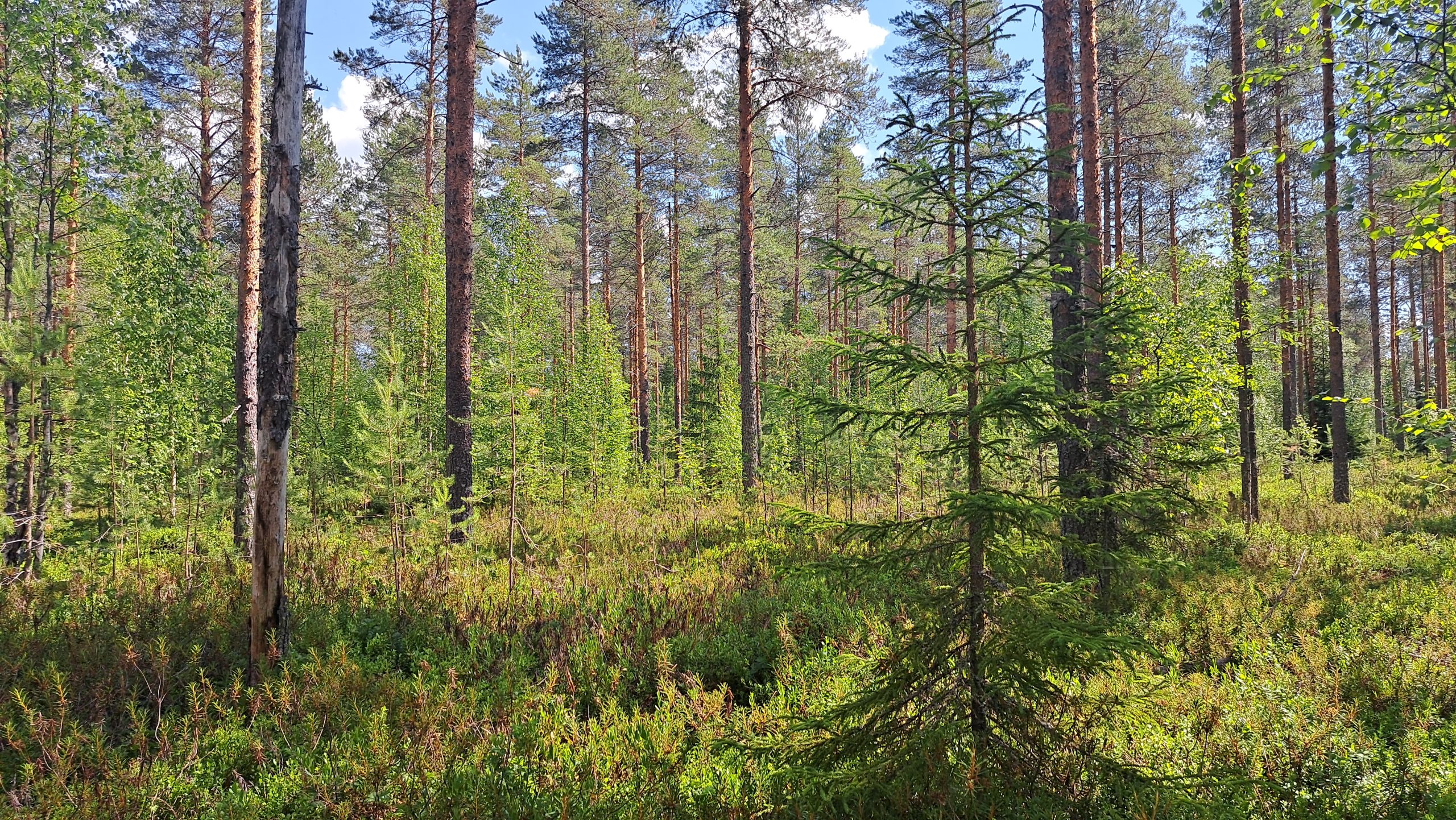 myytävät metsätilat, metsätilan myynti, metsätilat, metsän myyminen, perintömetsän myynti, metsäpalstan myynti, metsää ostavat rahastot, metsätilan kauppa, metsätilan kauppa ilman välittäjää, metsä lkv, metsä