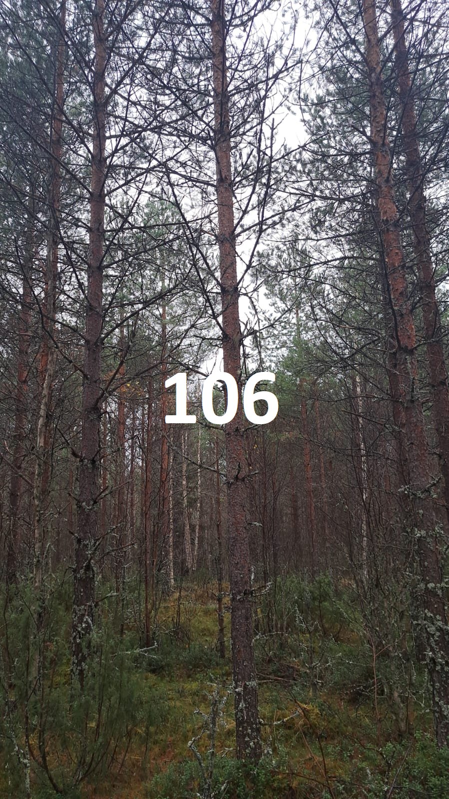 myytävät metsätilat, metsätilan myynti, metsätilat, metsän myyminen, perintömetsän myynti, metsäpalstan myynti, metsää ostavat rahastot, metsätilan kauppa, metsätilan kauppa ilman välittäjää, metsä lkv, metsä