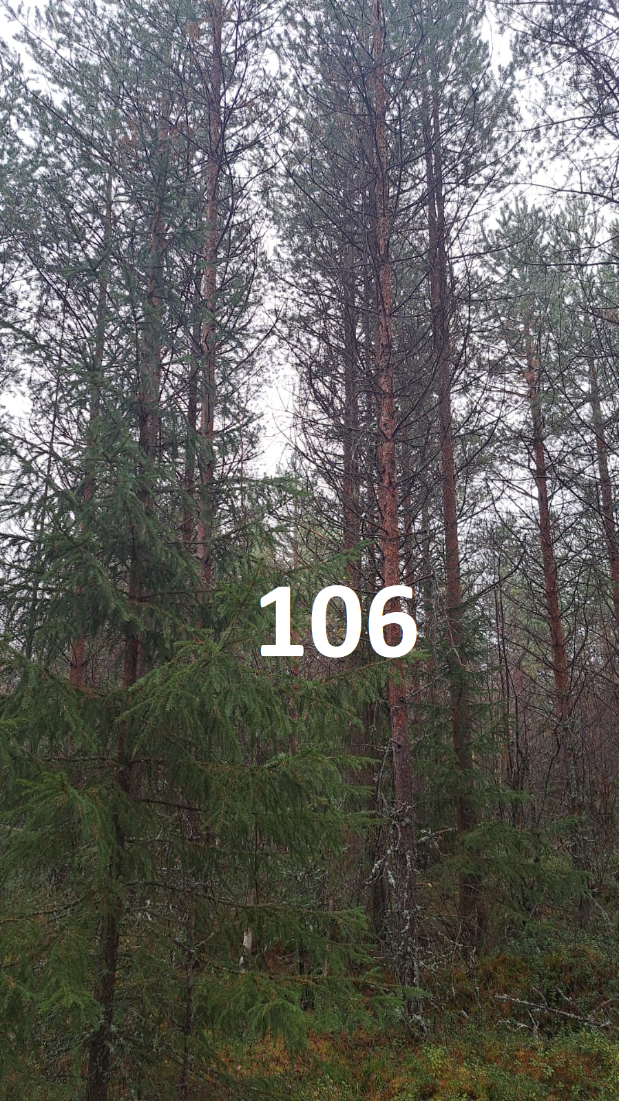 myytävät metsätilat, metsätilan myynti, metsätilat, metsän myyminen, perintömetsän myynti, metsäpalstan myynti, metsää ostavat rahastot, metsätilan kauppa, metsätilan kauppa ilman välittäjää, metsä lkv, metsä