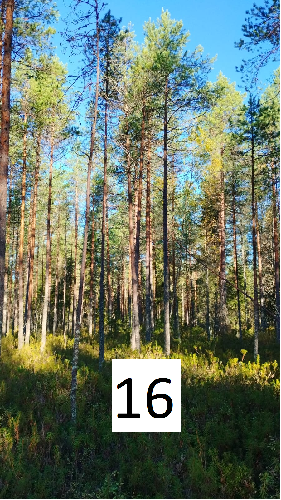 myytävät metsätilat, metsätilan myynti, metsätilat, metsän myyminen, perintömetsän myynti, metsäpalstan myynti, metsää ostavat rahastot, metsätilan kauppa, metsätilan kauppa ilman välittäjää, metsä lkv, metsä
