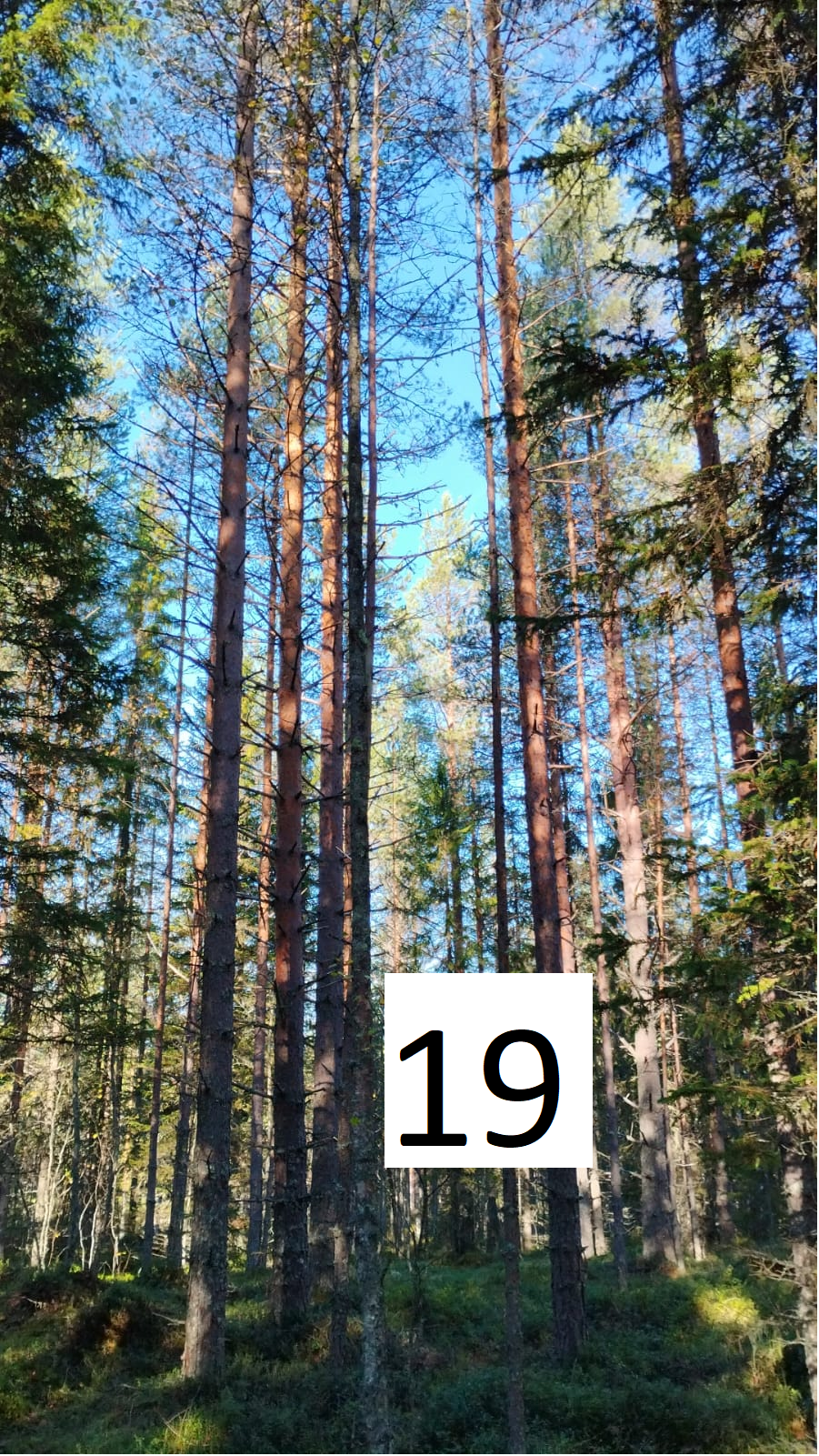 myytävät metsätilat, metsätilan myynti, metsätilat, metsän myyminen, perintömetsän myynti, metsäpalstan myynti, metsää ostavat rahastot, metsätilan kauppa, metsätilan kauppa ilman välittäjää, metsä lkv, metsä
