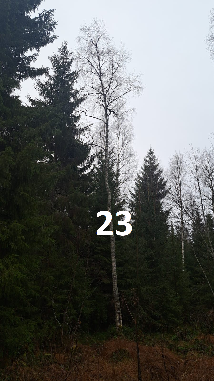 myytävät metsätilat, metsätilan myynti, metsätilat, metsän myyminen, perintömetsän myynti, metsäpalstan myynti, metsää ostavat rahastot, metsätilan kauppa, metsätilan kauppa ilman välittäjää, metsä lkv, metsä