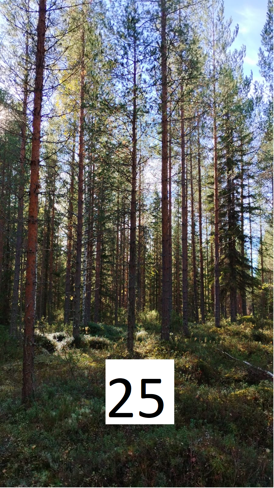 myytävät metsätilat, metsätilan myynti, metsätilat, metsän myyminen, perintömetsän myynti, metsäpalstan myynti, metsää ostavat rahastot, metsätilan kauppa, metsätilan kauppa ilman välittäjää, metsä lkv, metsä
