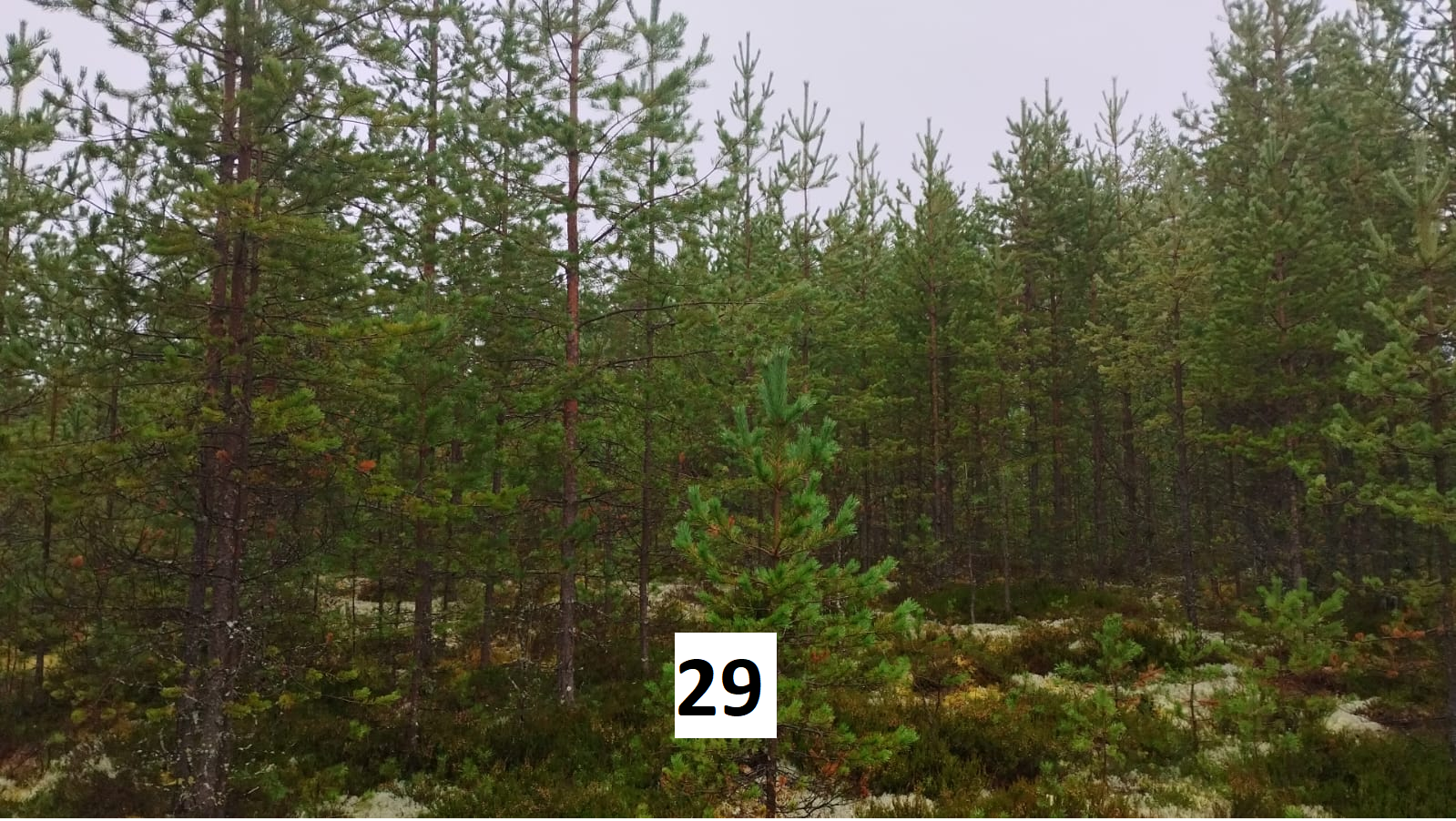 myytävät metsätilat, metsätilan myynti, metsätilat, metsän myyminen, perintömetsän myynti, metsäpalstan myynti, metsää ostavat rahastot, metsätilan kauppa, metsätilan kauppa ilman välittäjää, metsä lkv, metsä