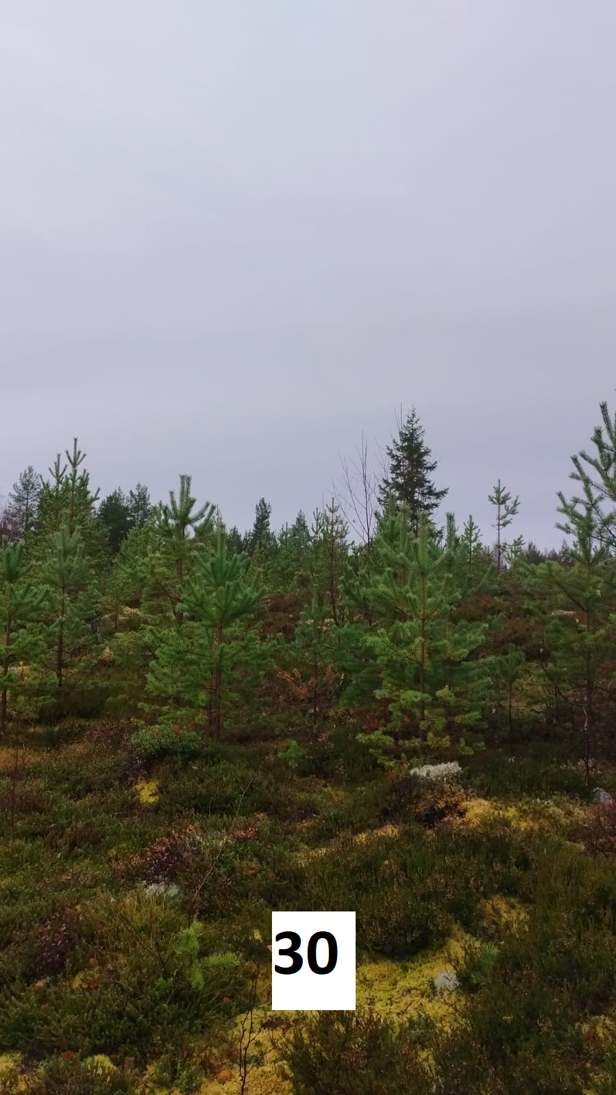 myytävät metsätilat, metsätilan myynti, metsätilat, metsän myyminen, perintömetsän myynti, metsäpalstan myynti, metsää ostavat rahastot, metsätilan kauppa, metsätilan kauppa ilman välittäjää, metsä lkv, metsä