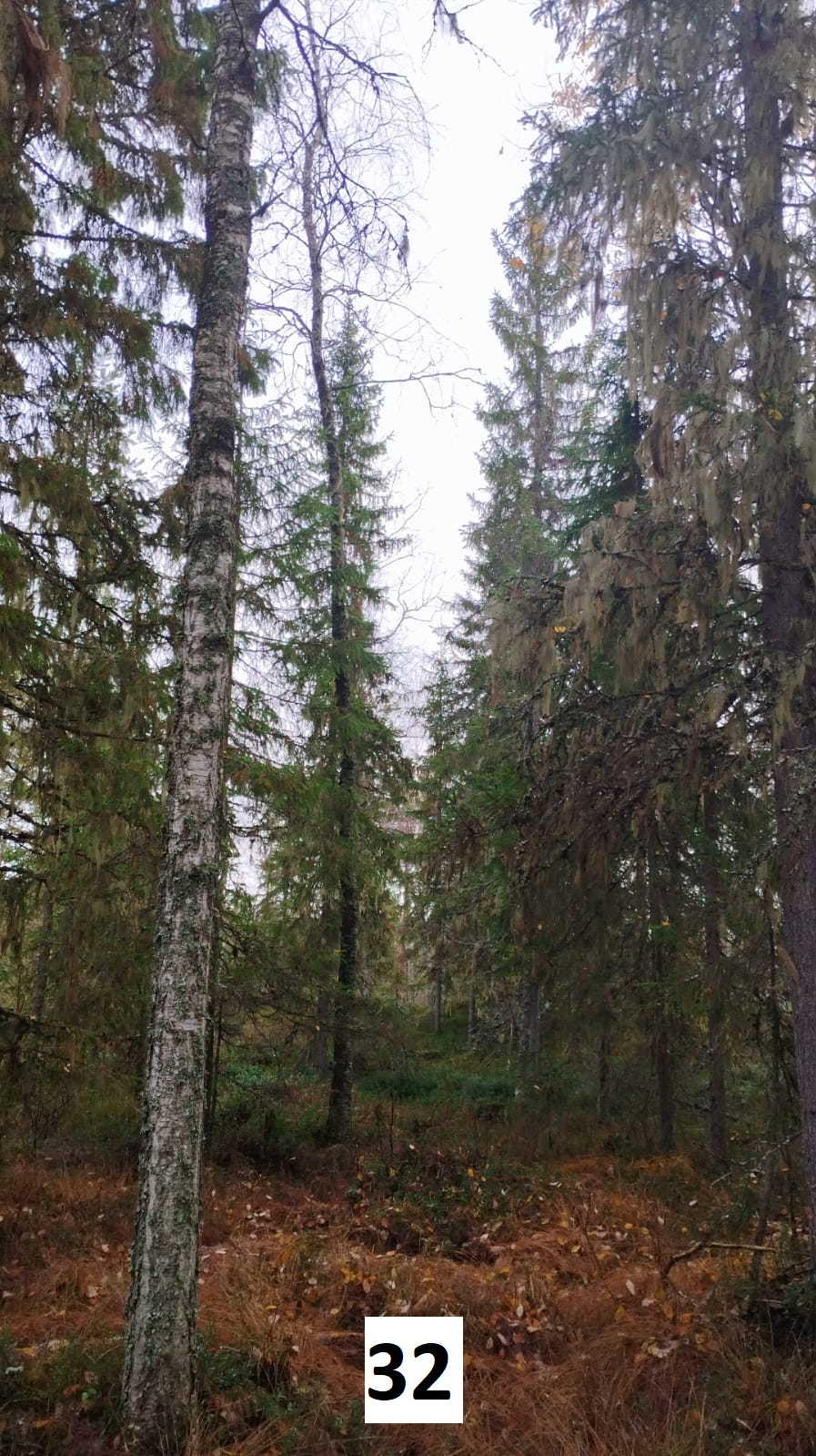 myytävät metsätilat, metsätilan myynti, metsätilat, metsän myyminen, perintömetsän myynti, metsäpalstan myynti, metsää ostavat rahastot, metsätilan kauppa, metsätilan kauppa ilman välittäjää, metsä lkv, metsä