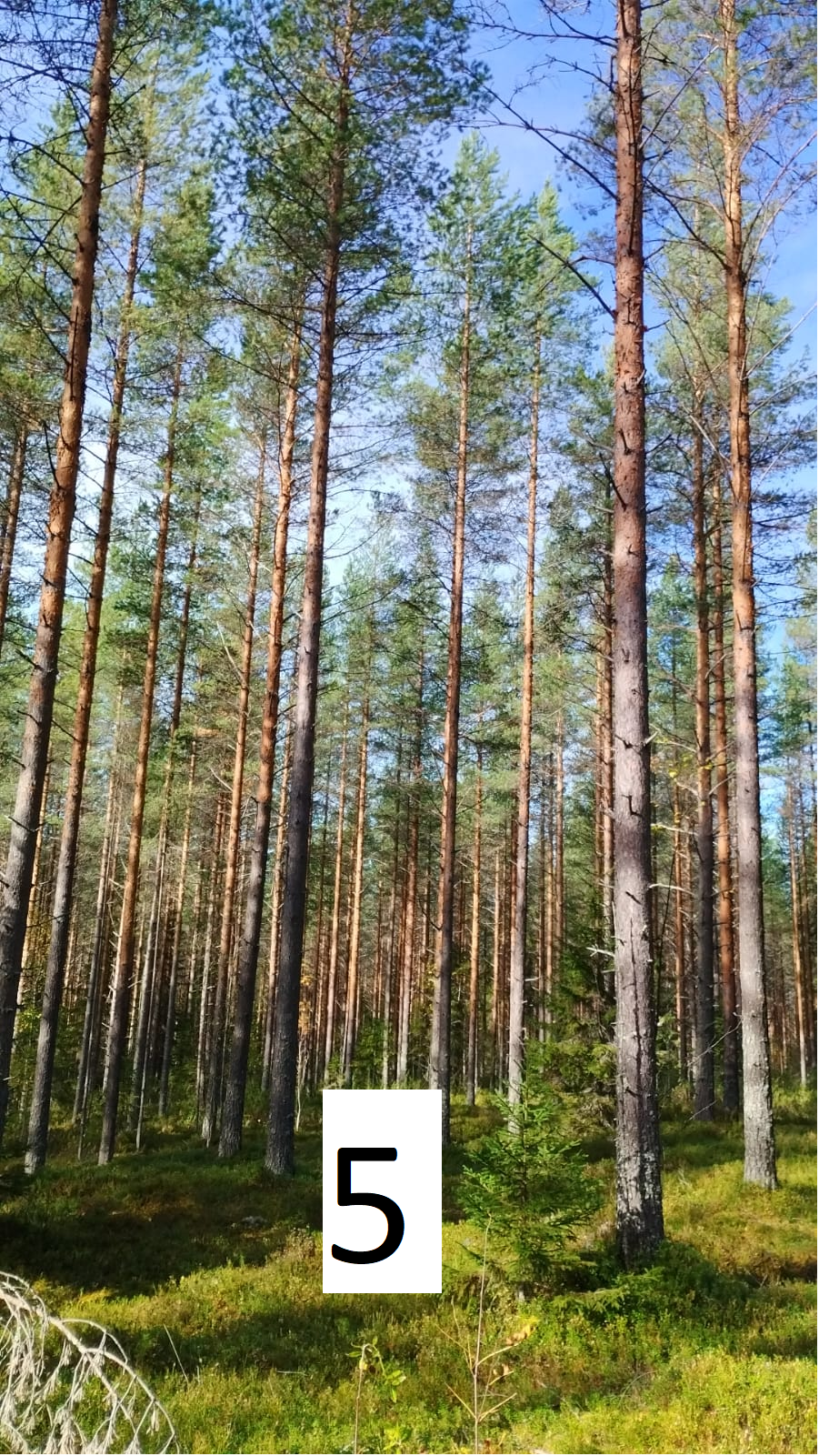 myytävät metsätilat, metsätilan myynti, metsätilat, metsän myyminen, perintömetsän myynti, metsäpalstan myynti, metsää ostavat rahastot, metsätilan kauppa, metsätilan kauppa ilman välittäjää, metsä lkv, metsä
