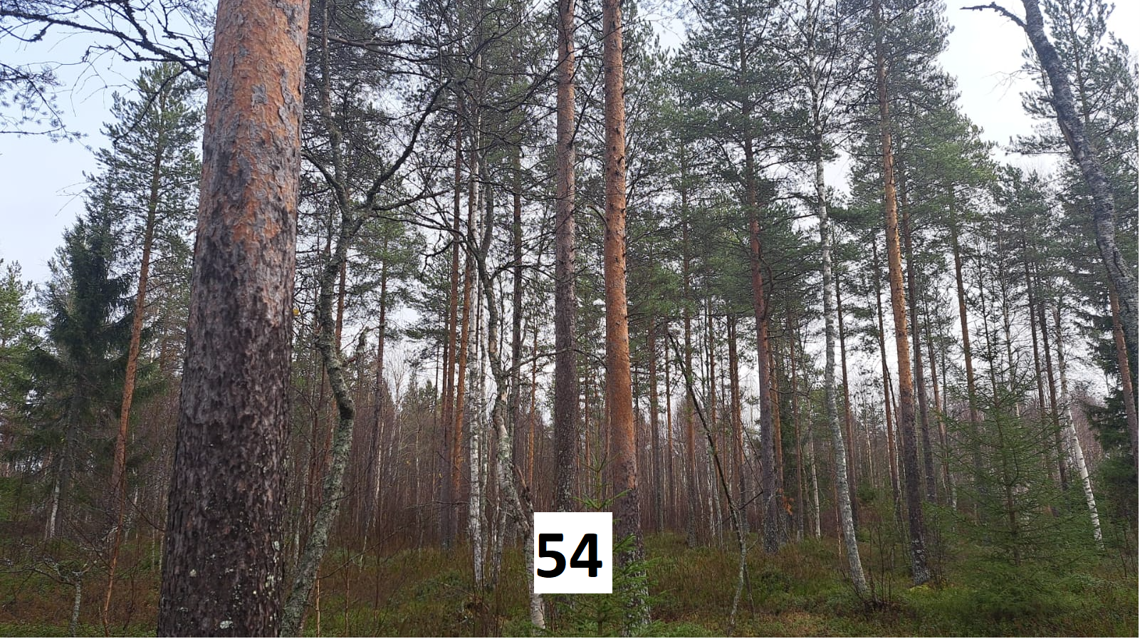 myytävät metsätilat, metsätilan myynti, metsätilat, metsän myyminen, perintömetsän myynti, metsäpalstan myynti, metsää ostavat rahastot, metsätilan kauppa, metsätilan kauppa ilman välittäjää, metsä lkv, metsä