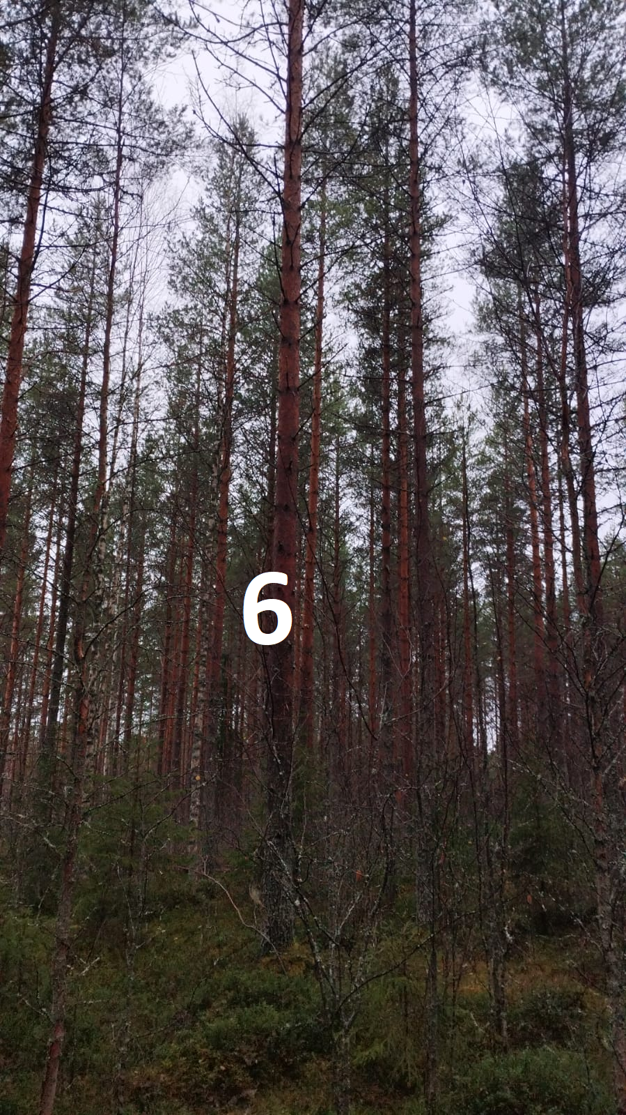 myytävät metsätilat, metsätilan myynti, metsätilat, metsän myyminen, perintömetsän myynti, metsäpalstan myynti, metsää ostavat rahastot, metsätilan kauppa, metsätilan kauppa ilman välittäjää, metsä lkv, metsä