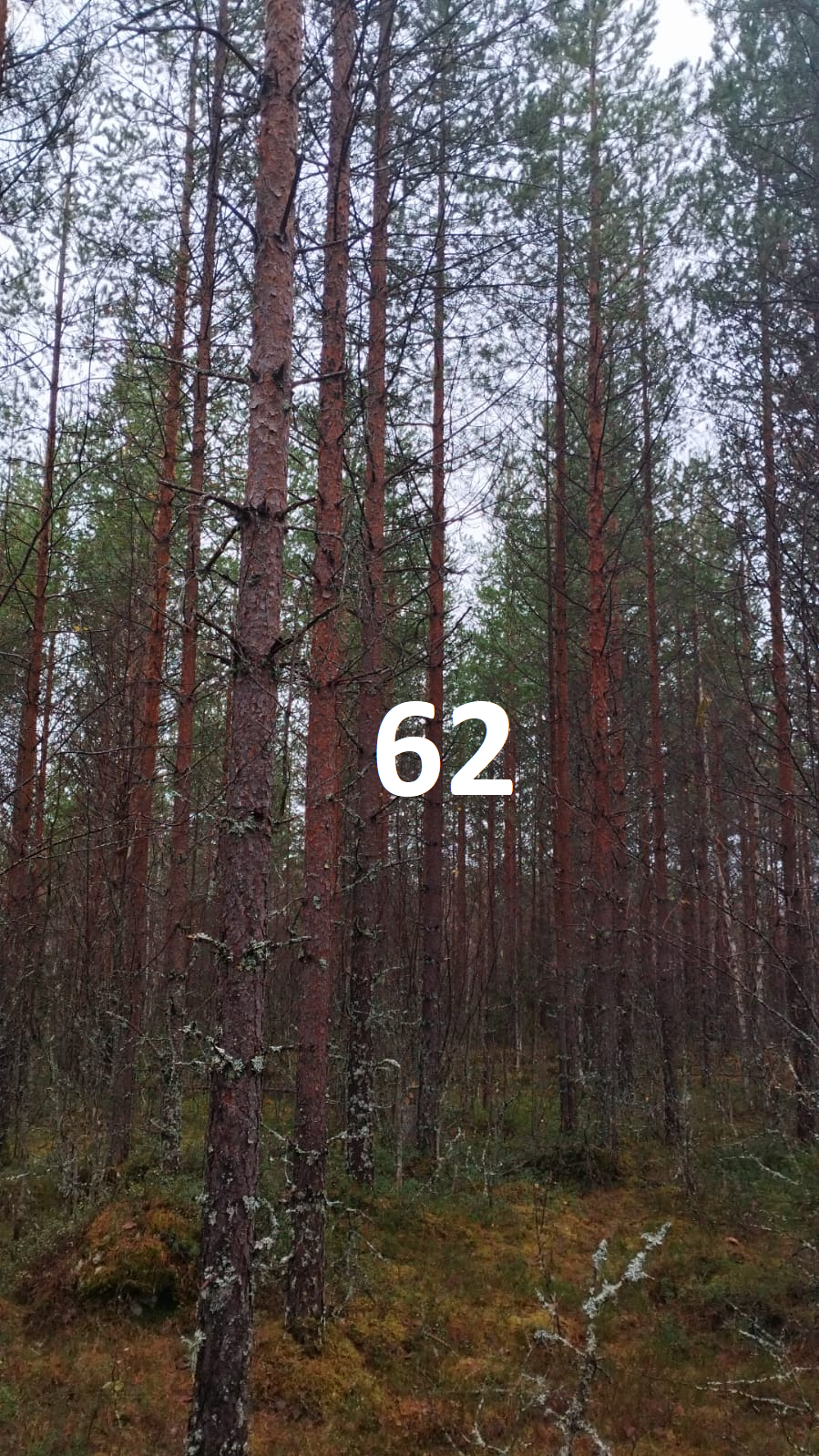 myytävät metsätilat, metsätilan myynti, metsätilat, metsän myyminen, perintömetsän myynti, metsäpalstan myynti, metsää ostavat rahastot, metsätilan kauppa, metsätilan kauppa ilman välittäjää, metsä lkv, metsä