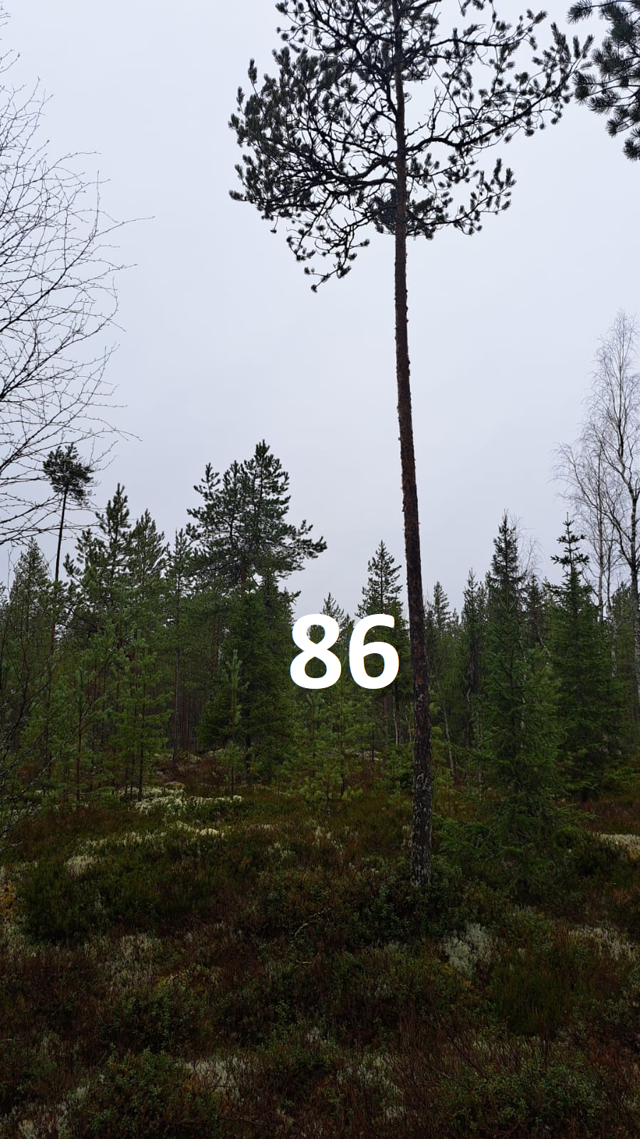 myytävät metsätilat, metsätilan myynti, metsätilat, metsän myyminen, perintömetsän myynti, metsäpalstan myynti, metsää ostavat rahastot, metsätilan kauppa, metsätilan kauppa ilman välittäjää, metsä lkv, metsä