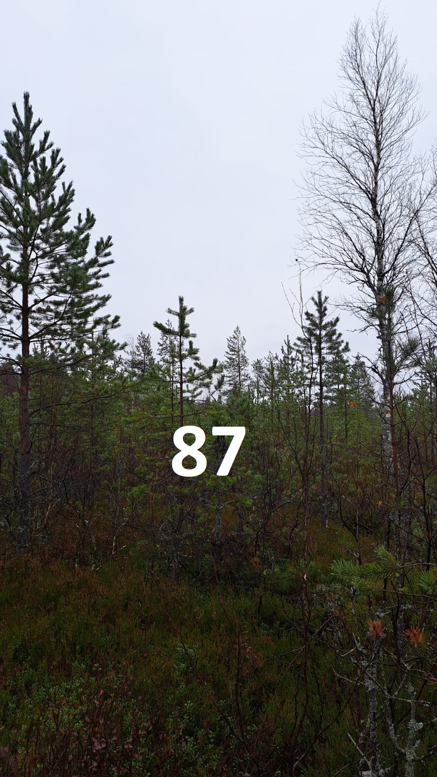 myytävät metsätilat, metsätilan myynti, metsätilat, metsän myyminen, perintömetsän myynti, metsäpalstan myynti, metsää ostavat rahastot, metsätilan kauppa, metsätilan kauppa ilman välittäjää, metsä lkv, metsä