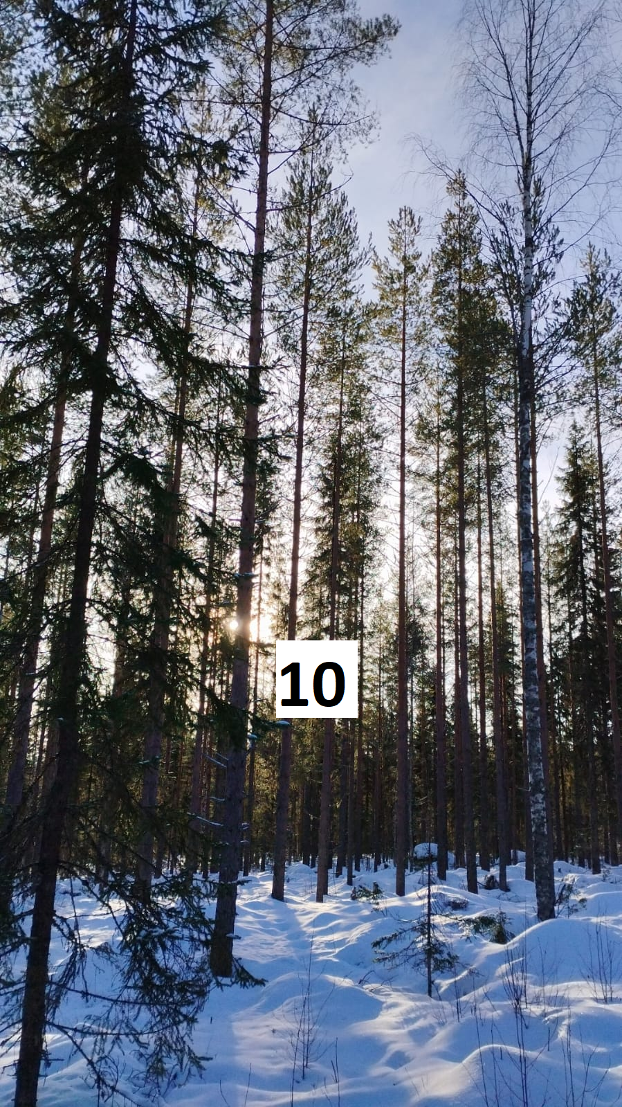 myytävät metsätilat, metsätilan myynti, metsätilat, metsän myyminen, perintömetsän myynti, metsäpalstan myynti, metsää ostavat rahastot, metsätilan kauppa, metsätilan kauppa ilman välittäjää, metsä lkv, metsä