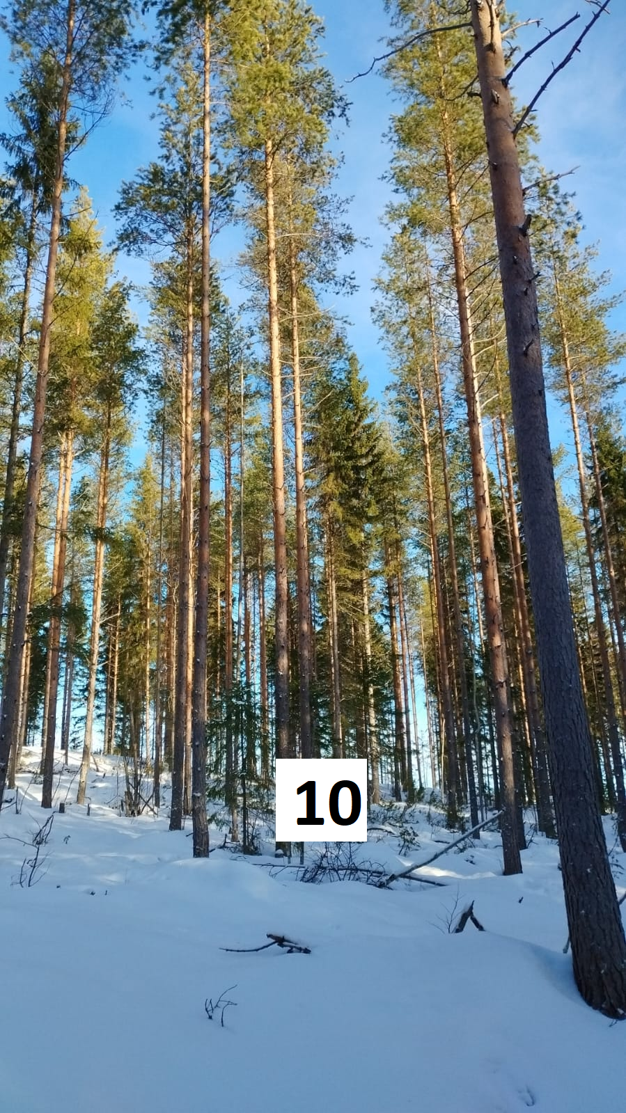 myytävät metsätilat, metsätilan myynti, metsätilat, metsän myyminen, perintömetsän myynti, metsäpalstan myynti, metsää ostavat rahastot, metsätilan kauppa, metsätilan kauppa ilman välittäjää, metsä lkv, metsä