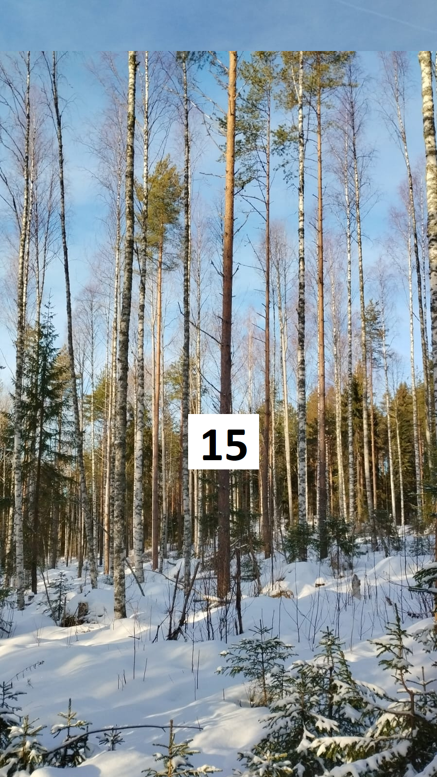 myytävät metsätilat, metsätilan myynti, metsätilat, metsän myyminen, perintömetsän myynti, metsäpalstan myynti, metsää ostavat rahastot, metsätilan kauppa, metsätilan kauppa ilman välittäjää, metsä lkv, metsä