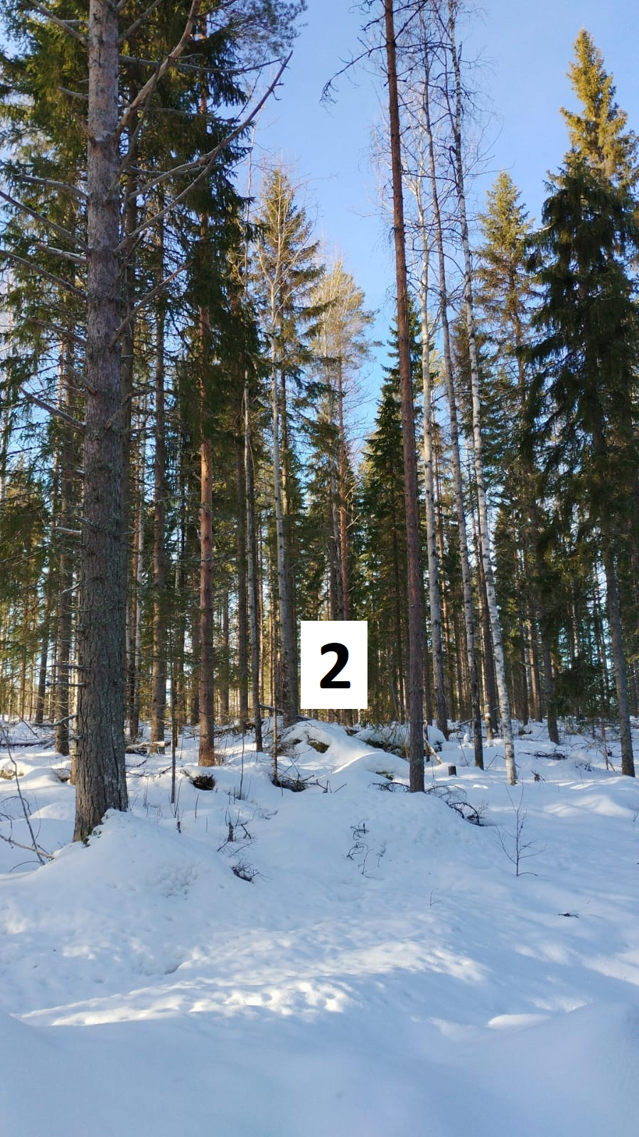 myytävät metsätilat, metsätilan myynti, metsätilat, metsän myyminen, perintömetsän myynti, metsäpalstan myynti, metsää ostavat rahastot, metsätilan kauppa, metsätilan kauppa ilman välittäjää, metsä lkv, metsä