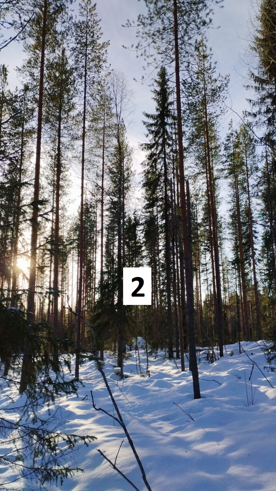 myytävät metsätilat, metsätilan myynti, metsätilat, metsän myyminen, perintömetsän myynti, metsäpalstan myynti, metsää ostavat rahastot, metsätilan kauppa, metsätilan kauppa ilman välittäjää, metsä lkv, metsä