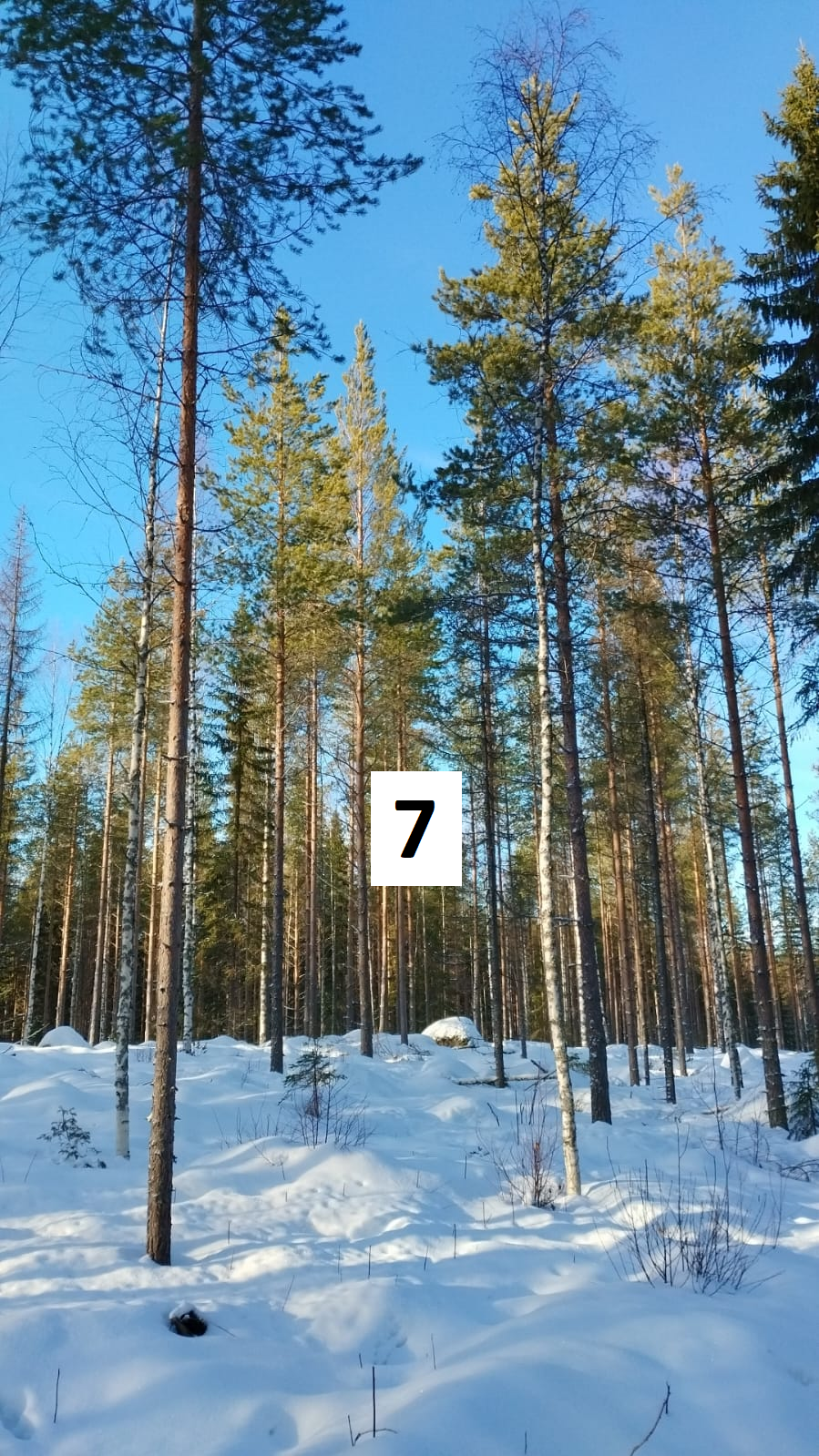 myytävät metsätilat, metsätilan myynti, metsätilat, metsän myyminen, perintömetsän myynti, metsäpalstan myynti, metsää ostavat rahastot, metsätilan kauppa, metsätilan kauppa ilman välittäjää, metsä lkv, metsä