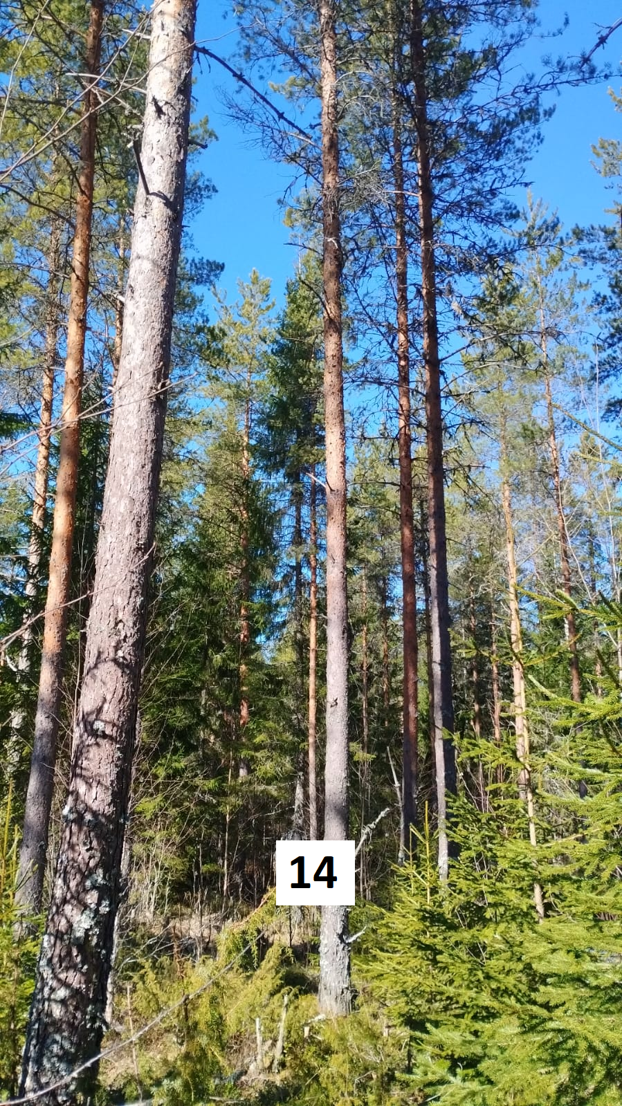 myytävät metsätilat, metsätilan myynti, metsätilat, metsän myyminen, perintömetsän myynti, metsäpalstan myynti, metsää ostavat rahastot, metsätilan kauppa, metsätilan kauppa ilman välittäjää, metsä lkv, metsä