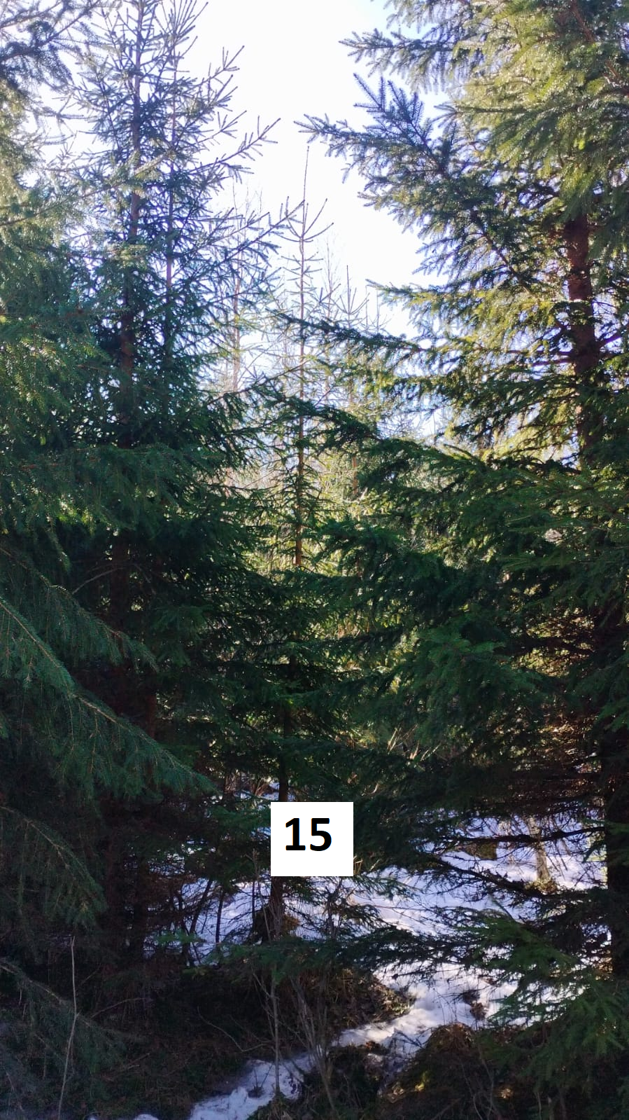 myytävät metsätilat, metsätilan myynti, metsätilat, metsän myyminen, perintömetsän myynti, metsäpalstan myynti, metsää ostavat rahastot, metsätilan kauppa, metsätilan kauppa ilman välittäjää, metsä lkv, metsä