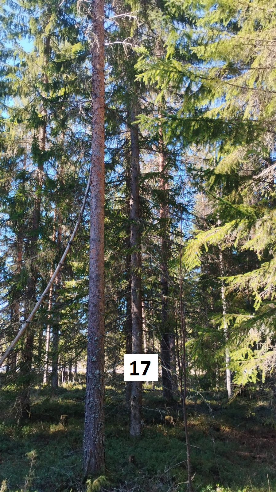 myytävät metsätilat, metsätilan myynti, metsätilat, metsän myyminen, perintömetsän myynti, metsäpalstan myynti, metsää ostavat rahastot, metsätilan kauppa, metsätilan kauppa ilman välittäjää, metsä lkv, metsä