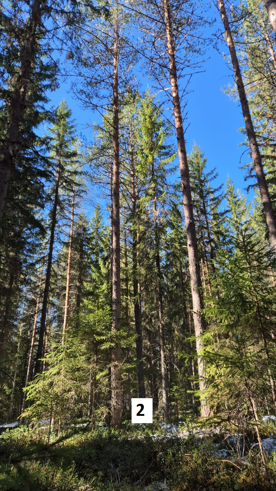myytävät metsätilat, metsätilan myynti, metsätilat, metsän myyminen, perintömetsän myynti, metsäpalstan myynti, metsää ostavat rahastot, metsätilan kauppa, metsätilan kauppa ilman välittäjää, metsä lkv, metsä
