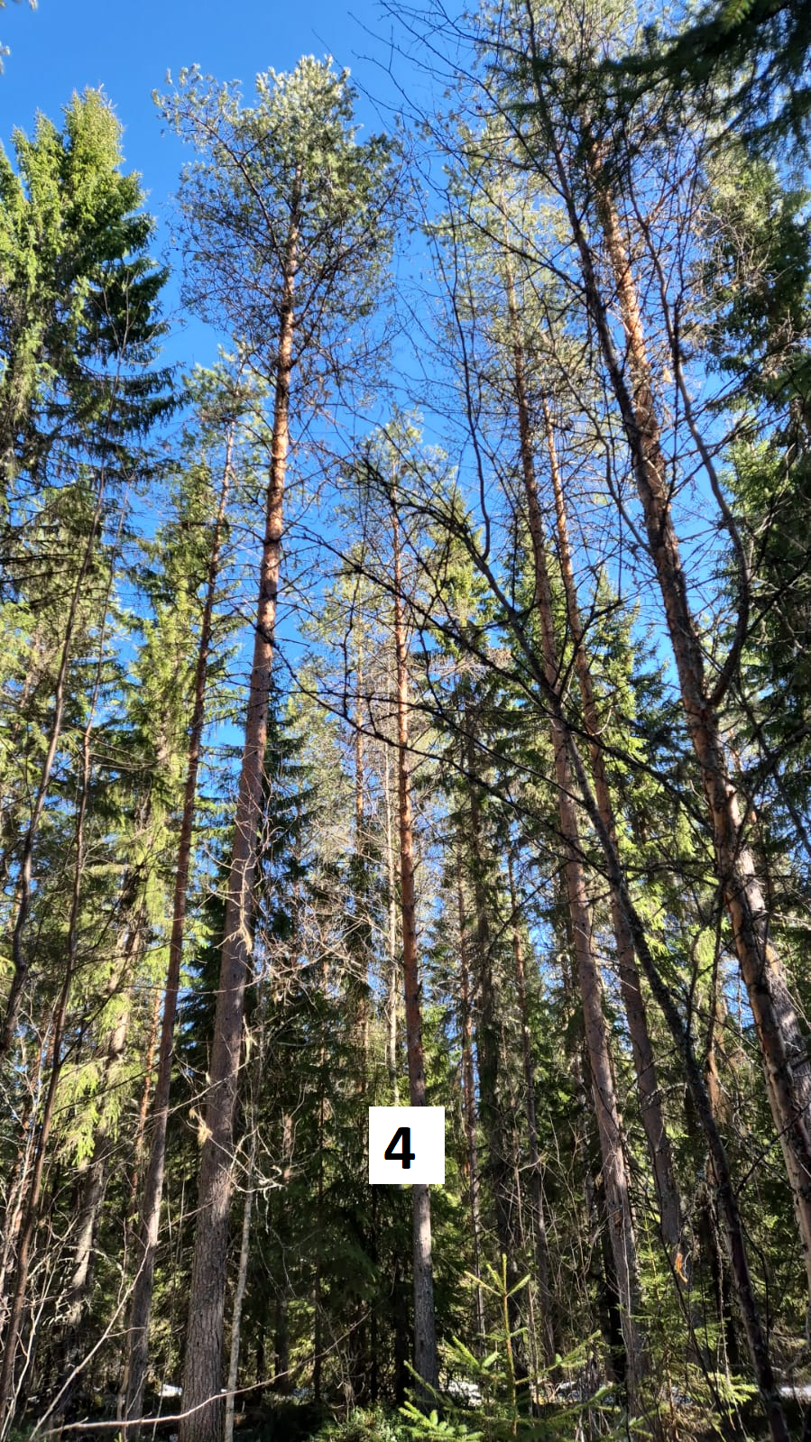 myytävät metsätilat, metsätilan myynti, metsätilat, metsän myyminen, perintömetsän myynti, metsäpalstan myynti, metsää ostavat rahastot, metsätilan kauppa, metsätilan kauppa ilman välittäjää, metsä lkv, metsä