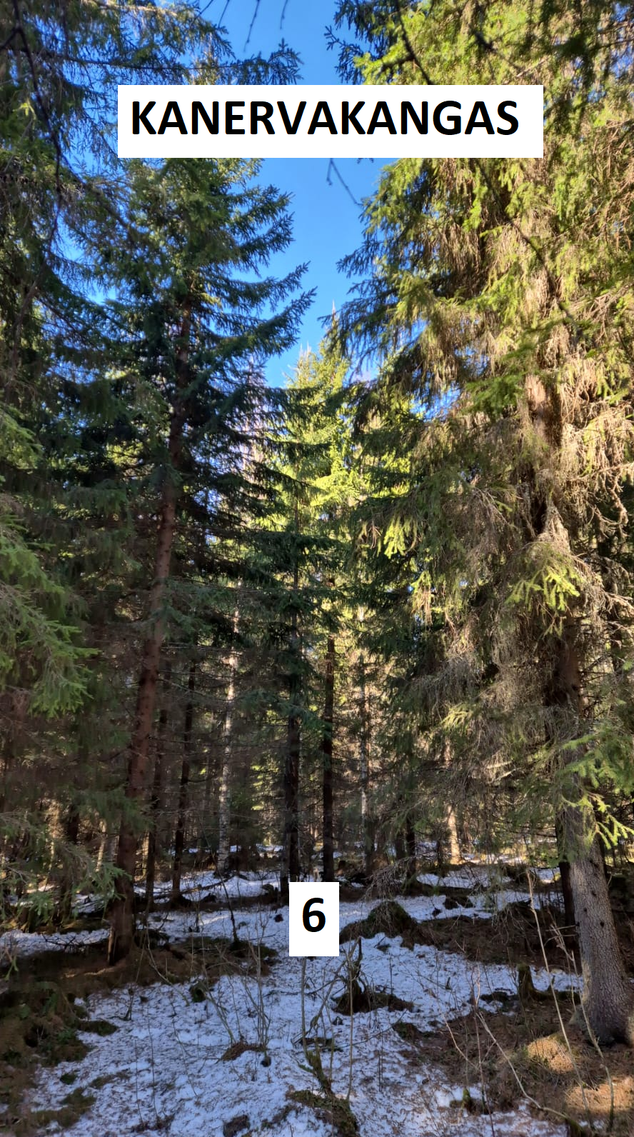 myytävät metsätilat, metsätilan myynti, metsätilat, metsän myyminen, perintömetsän myynti, metsäpalstan myynti, metsää ostavat rahastot, metsätilan kauppa, metsätilan kauppa ilman välittäjää, metsä lkv, metsä