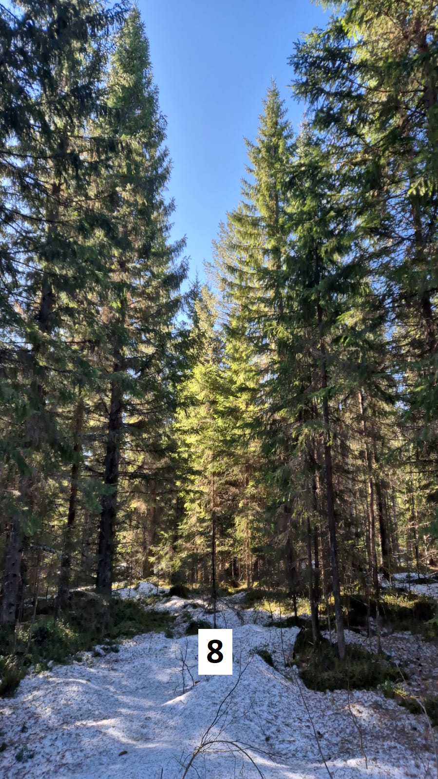 myytävät metsätilat, metsätilan myynti, metsätilat, metsän myyminen, perintömetsän myynti, metsäpalstan myynti, metsää ostavat rahastot, metsätilan kauppa, metsätilan kauppa ilman välittäjää, metsä lkv, metsä