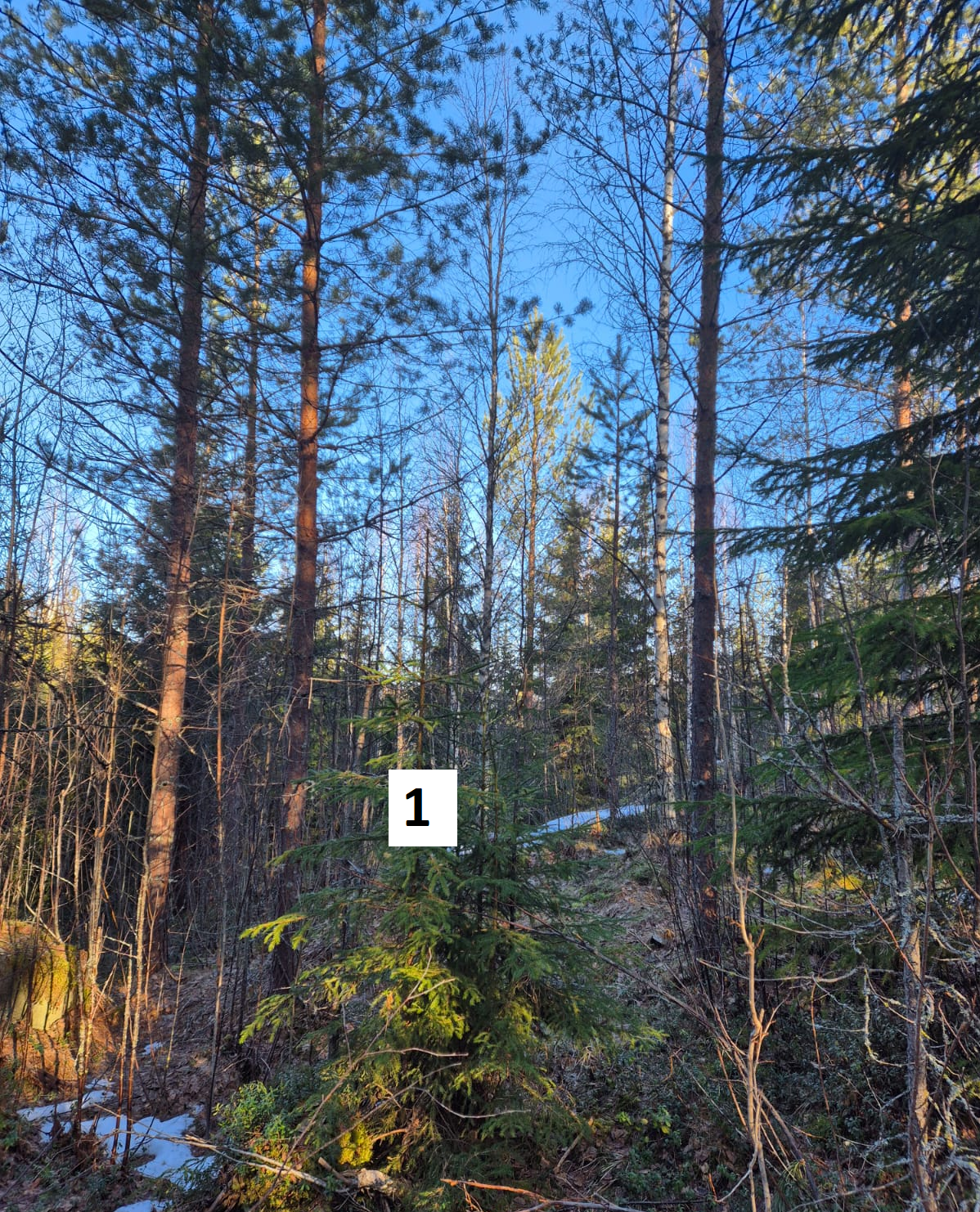 myytävät metsätilat, metsätilan myynti, metsätilat, metsän myyminen, perintömetsän myynti, metsäpalstan myynti, metsää ostavat rahastot, metsätilan kauppa, metsätilan kauppa ilman välittäjää, metsä lkv, metsä