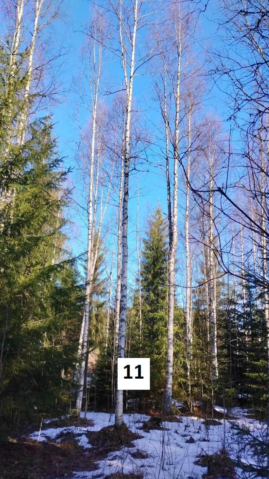 myytävät metsätilat, metsätilan myynti, metsätilat, metsän myyminen, perintömetsän myynti, metsäpalstan myynti, metsää ostavat rahastot, metsätilan kauppa, metsätilan kauppa ilman välittäjää, metsä lkv, metsä