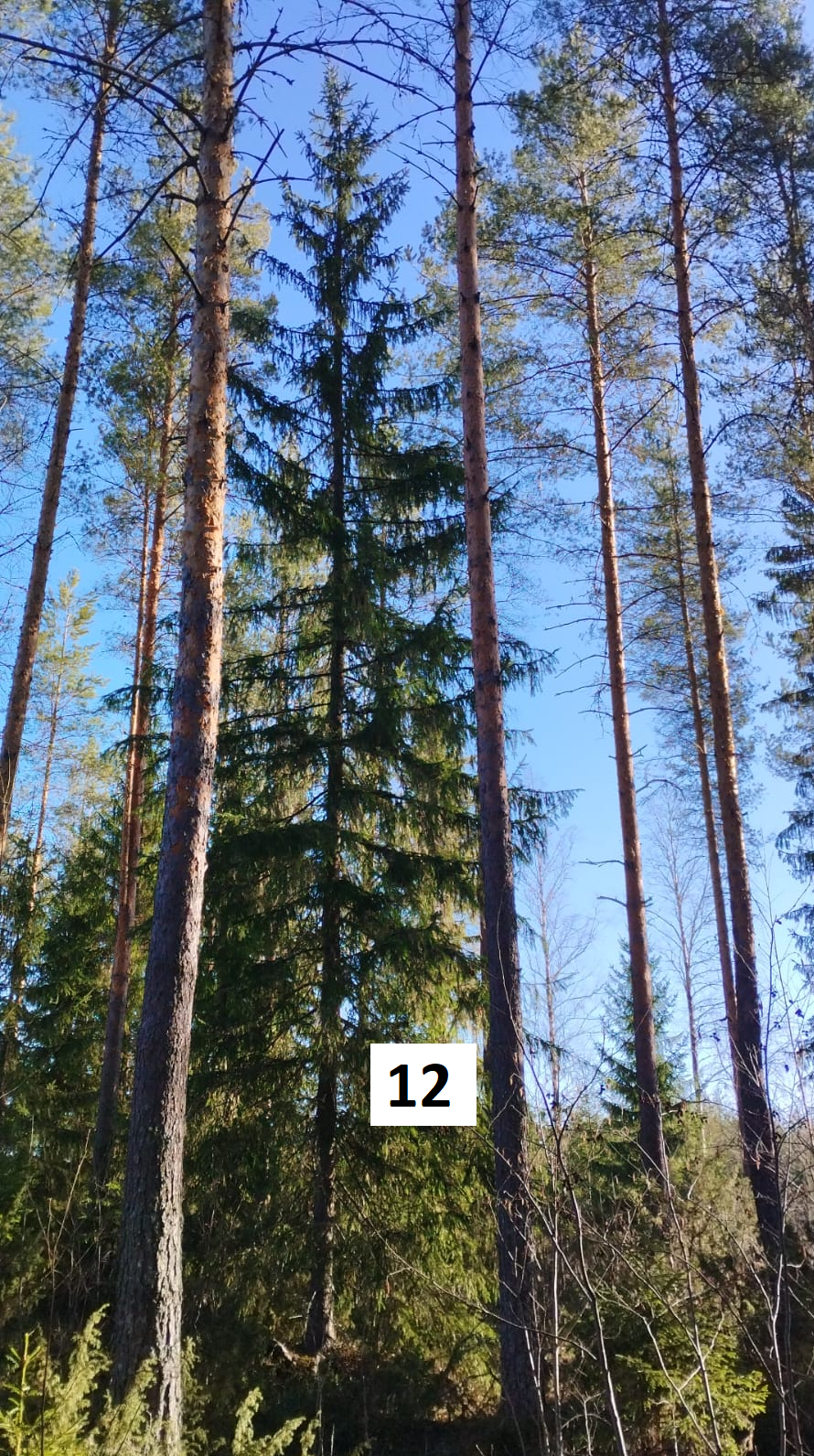 myytävät metsätilat, metsätilan myynti, metsätilat, metsän myyminen, perintömetsän myynti, metsäpalstan myynti, metsää ostavat rahastot, metsätilan kauppa, metsätilan kauppa ilman välittäjää, metsä lkv, metsä