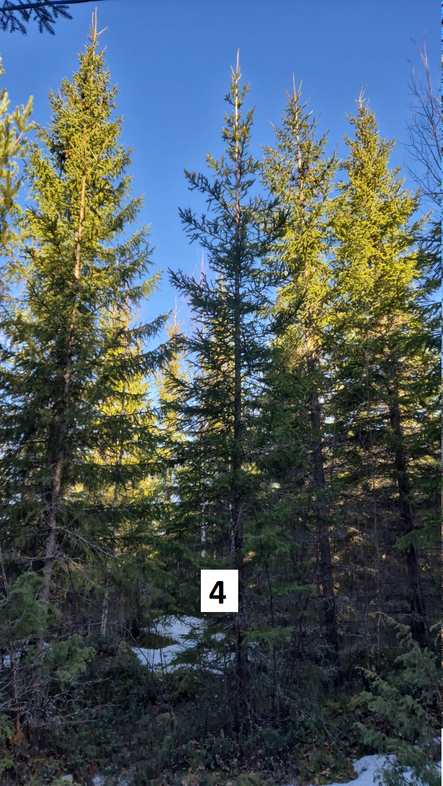 myytävät metsätilat, metsätilan myynti, metsätilat, metsän myyminen, perintömetsän myynti, metsäpalstan myynti, metsää ostavat rahastot, metsätilan kauppa, metsätilan kauppa ilman välittäjää, metsä lkv, metsä
