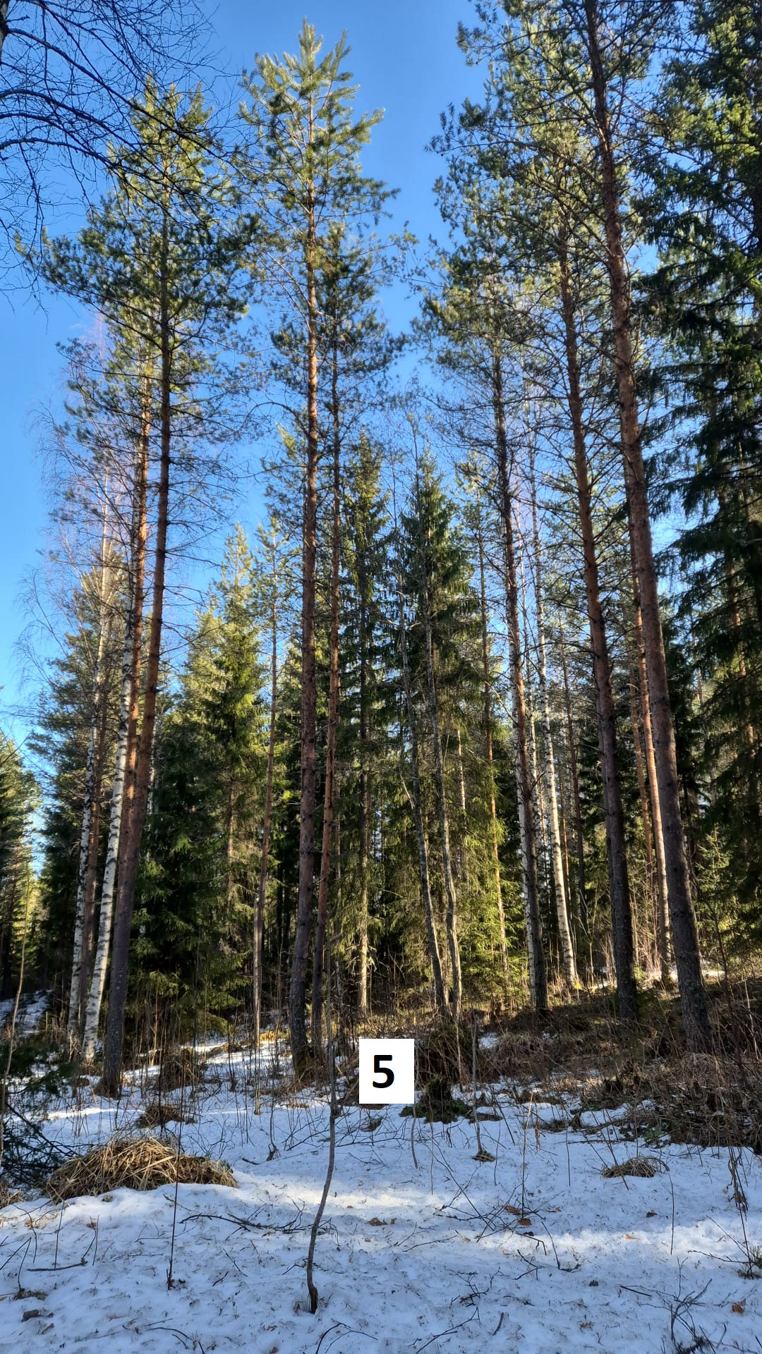 myytävät metsätilat, metsätilan myynti, metsätilat, metsän myyminen, perintömetsän myynti, metsäpalstan myynti, metsää ostavat rahastot, metsätilan kauppa, metsätilan kauppa ilman välittäjää, metsä lkv, metsä