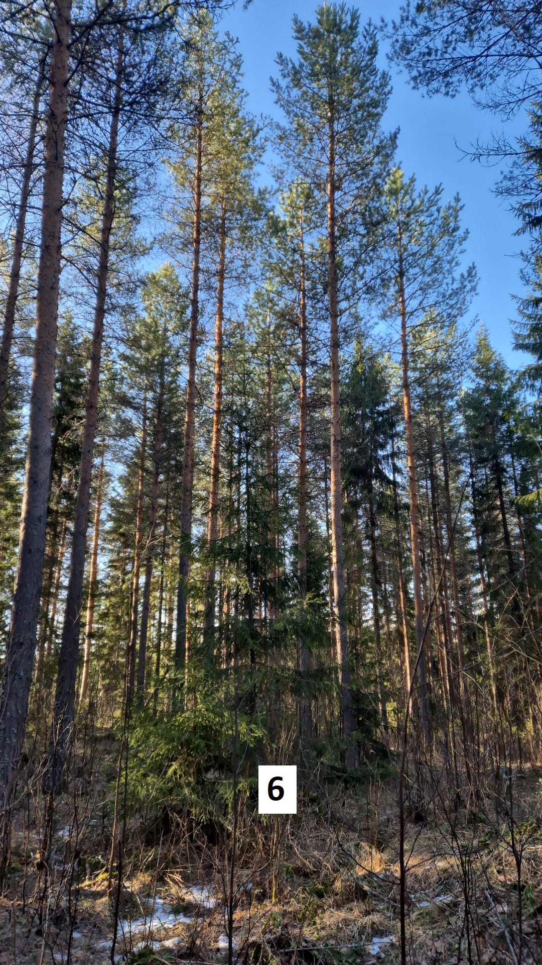 myytävät metsätilat, metsätilan myynti, metsätilat, metsän myyminen, perintömetsän myynti, metsäpalstan myynti, metsää ostavat rahastot, metsätilan kauppa, metsätilan kauppa ilman välittäjää, metsä lkv, metsä