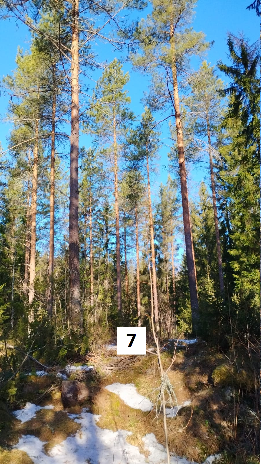 myytävät metsätilat, metsätilan myynti, metsätilat, metsän myyminen, perintömetsän myynti, metsäpalstan myynti, metsää ostavat rahastot, metsätilan kauppa, metsätilan kauppa ilman välittäjää, metsä lkv, metsä