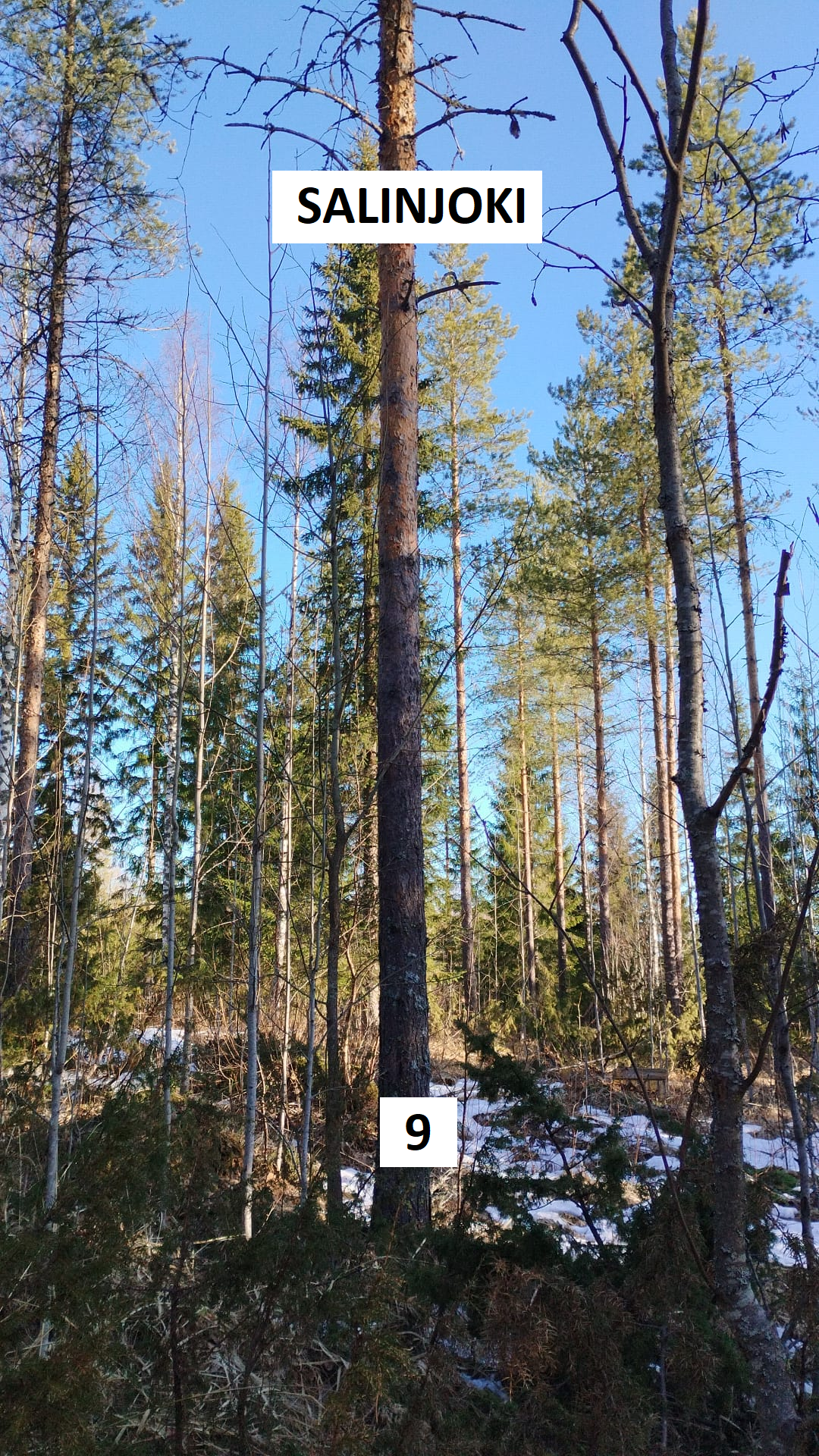 myytävät metsätilat, metsätilan myynti, metsätilat, metsän myyminen, perintömetsän myynti, metsäpalstan myynti, metsää ostavat rahastot, metsätilan kauppa, metsätilan kauppa ilman välittäjää, metsä lkv, metsä